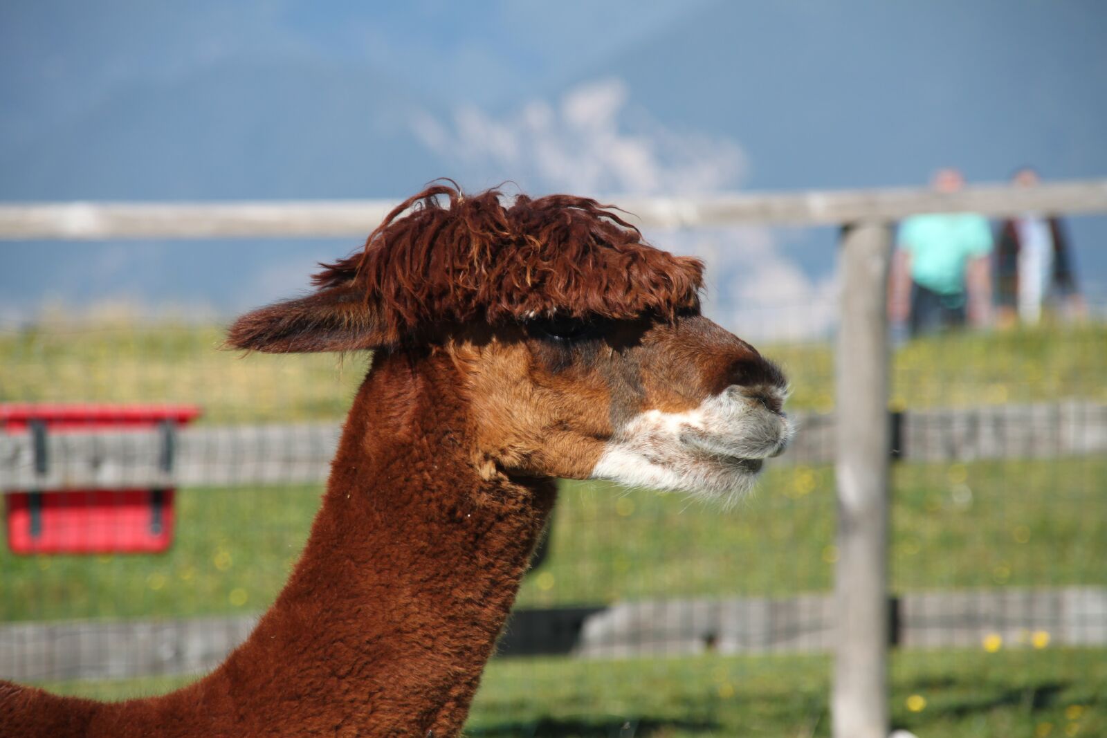 Canon EOS 500D (EOS Rebel T1i / EOS Kiss X3) sample photo. Alpaka, animal, monte baldo photography