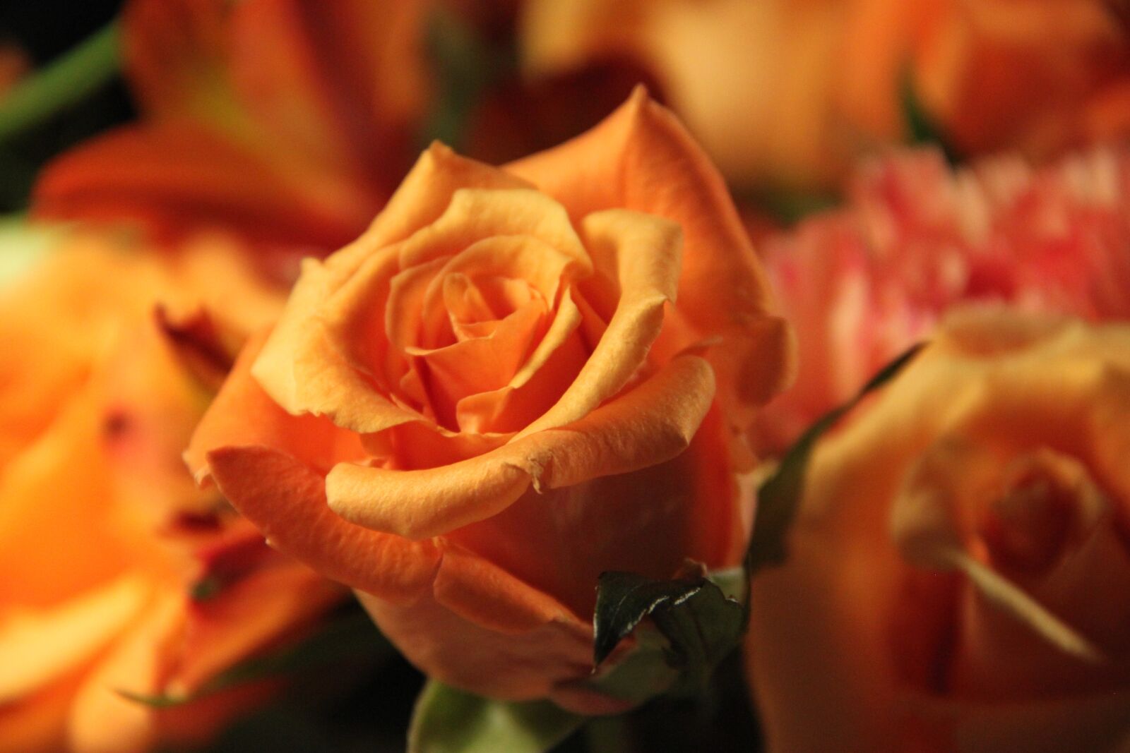 Canon EOS 500D (EOS Rebel T1i / EOS Kiss X3) sample photo. Rose, orange, nature photography