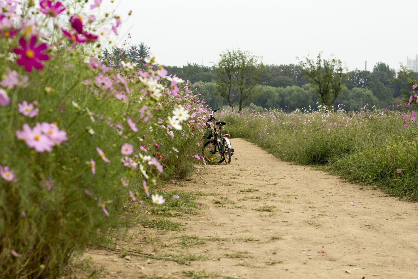 Canon EOS 700D (EOS Rebel T5i / EOS Kiss X7i) sample photo. Bike, flowers, gil photography