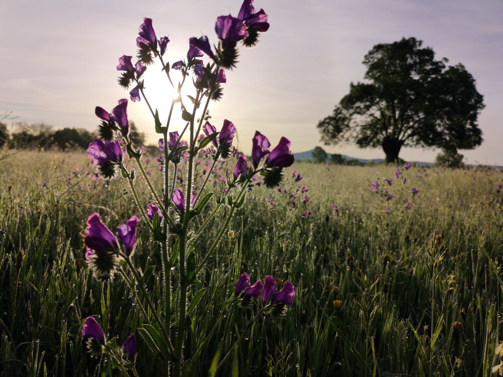 HUAWEI CLT-L09 sample photo. Dawn, backlight, nature photography