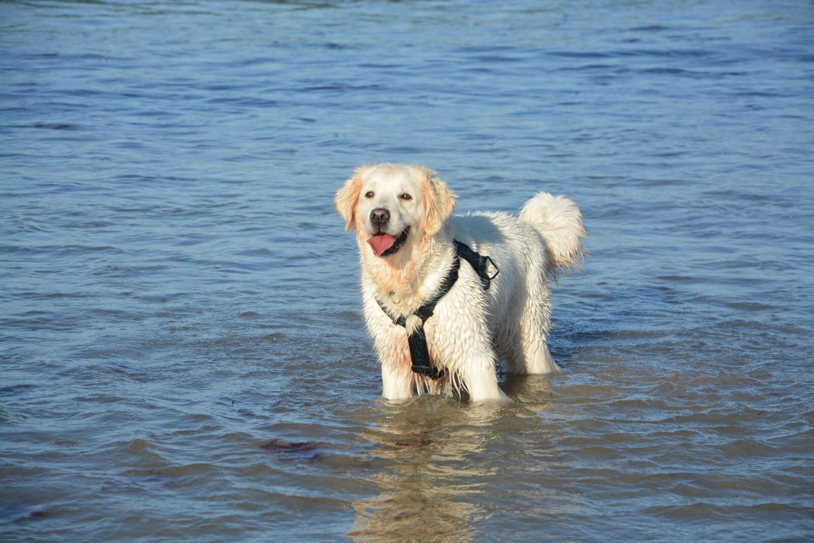 Nikon D5200 sample photo. Dog, golden retriever, water photography