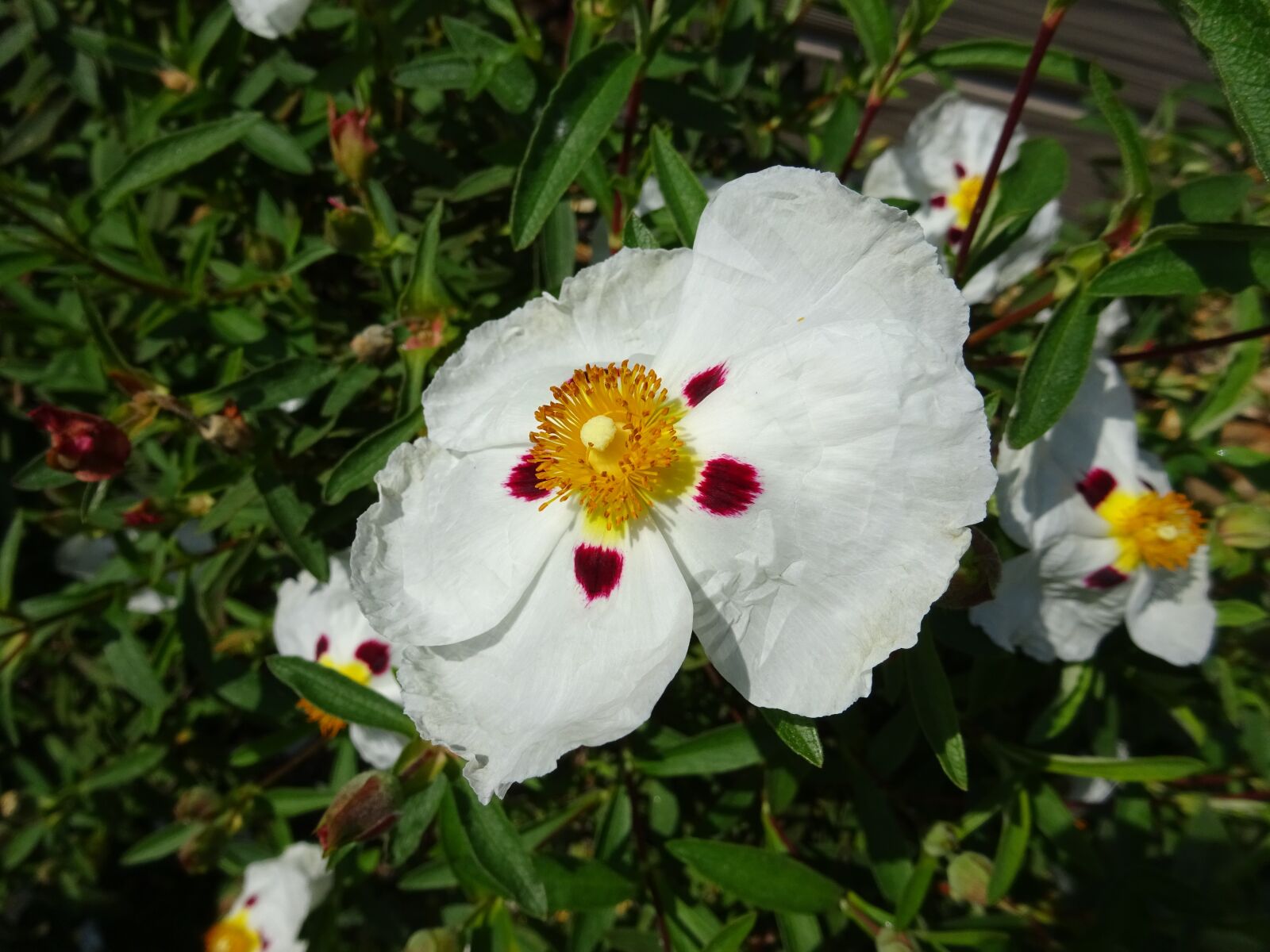 Sony Cyber-shot DSC-WX350 sample photo. Rock rose, petals, plant photography