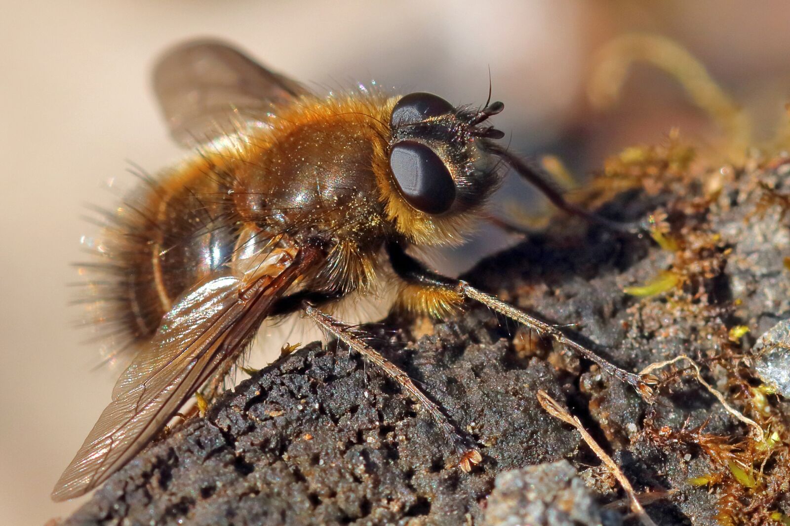 Canon EOS 80D sample photo. Tachinid, insect, parasitoid photography