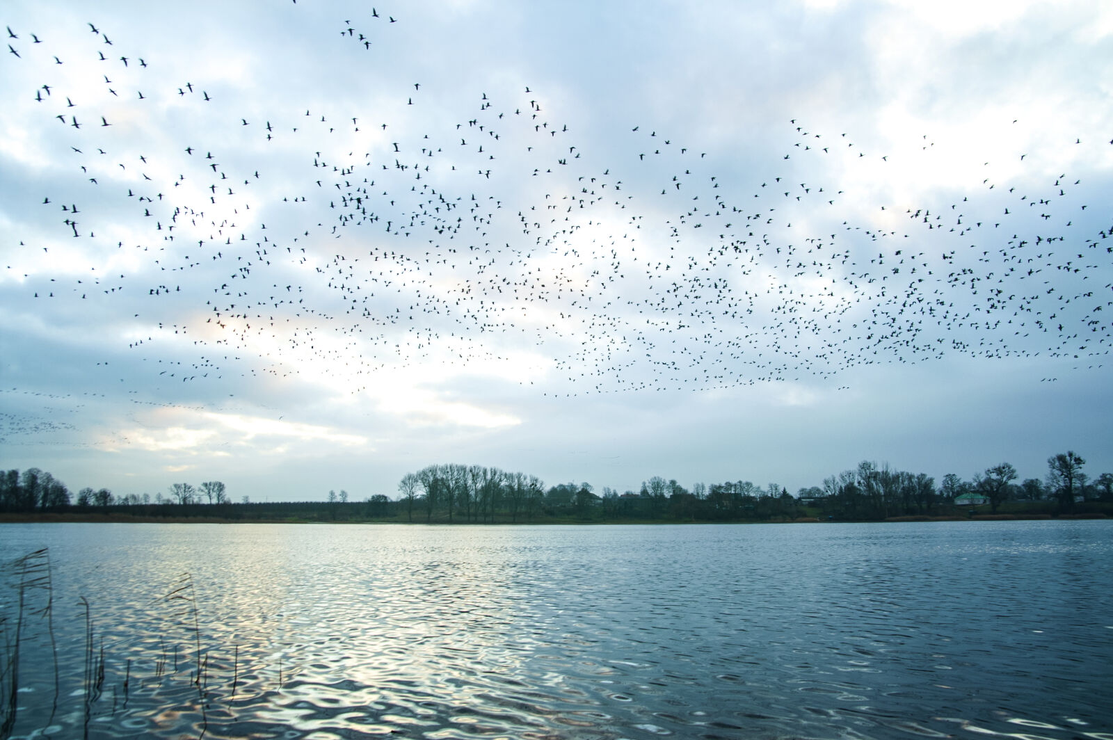 KONICA MINOLTA DYNAX 7D sample photo. Bird, lake, nature photography