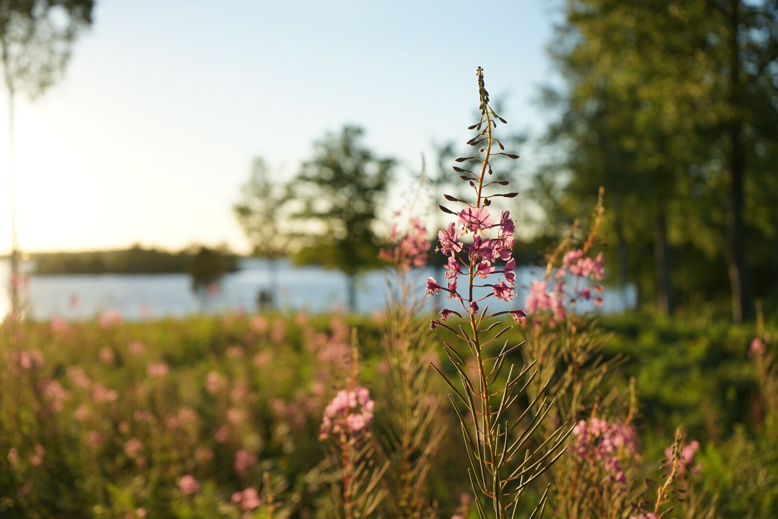 Sony a7 + Sony FE 28-70mm F3.5-5.6 OSS sample photo. Sweden, sun, sunset photography