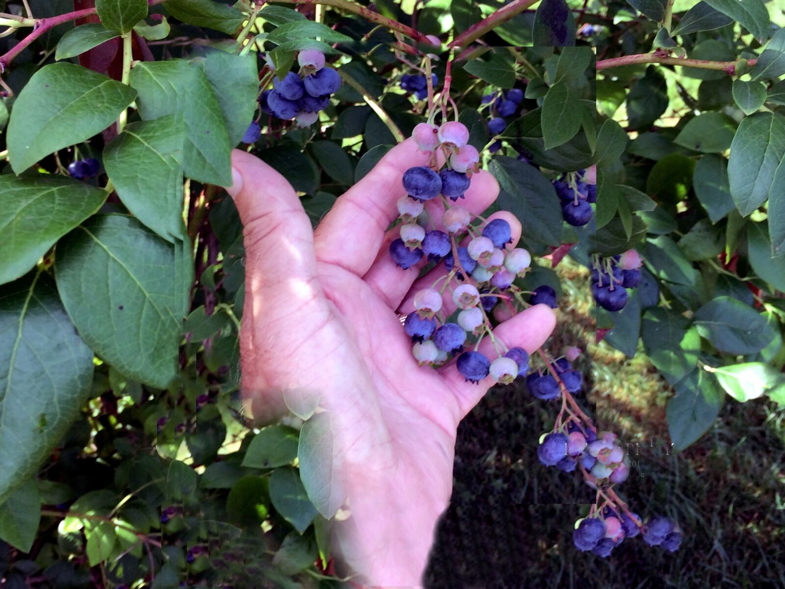 iPhone 5s back camera 4.15mm f/2.2 sample photo. Blueberries, blueberry picking, sweet photography