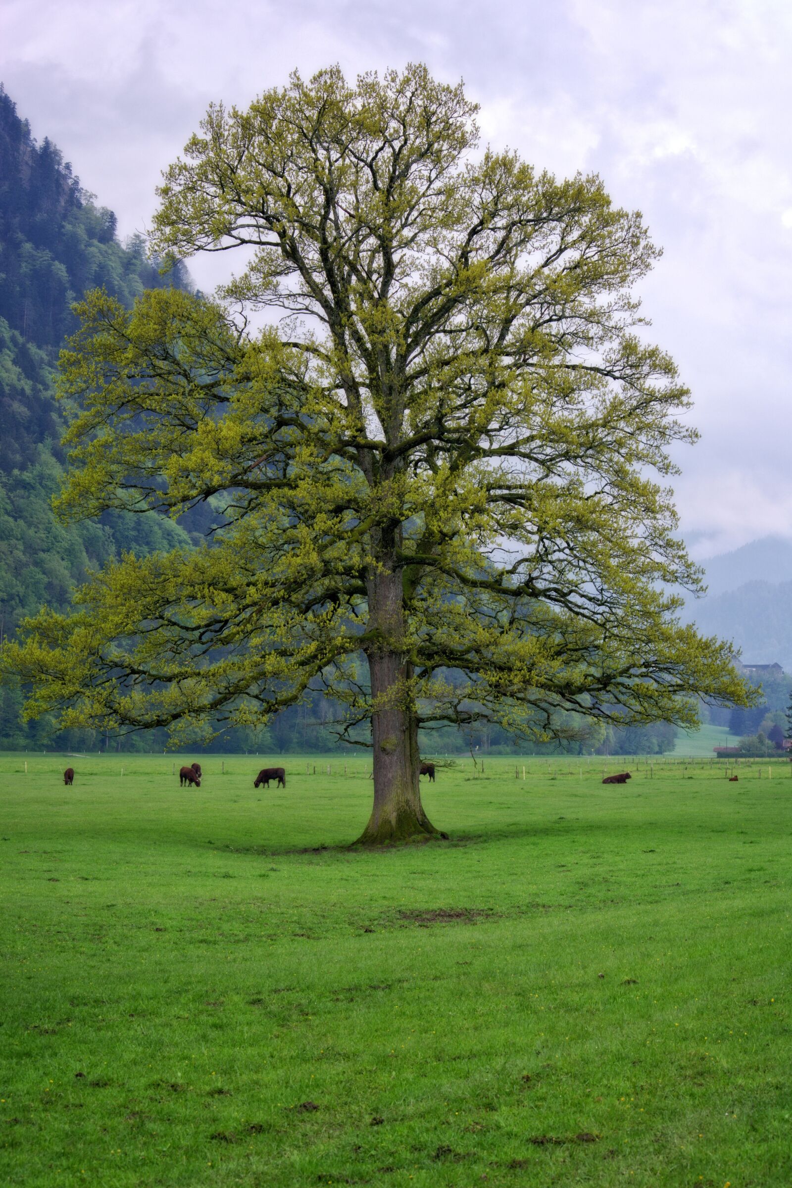 55.0-200.0mm f/4.0-f/5.6 sample photo. Spring, tree, individually photography