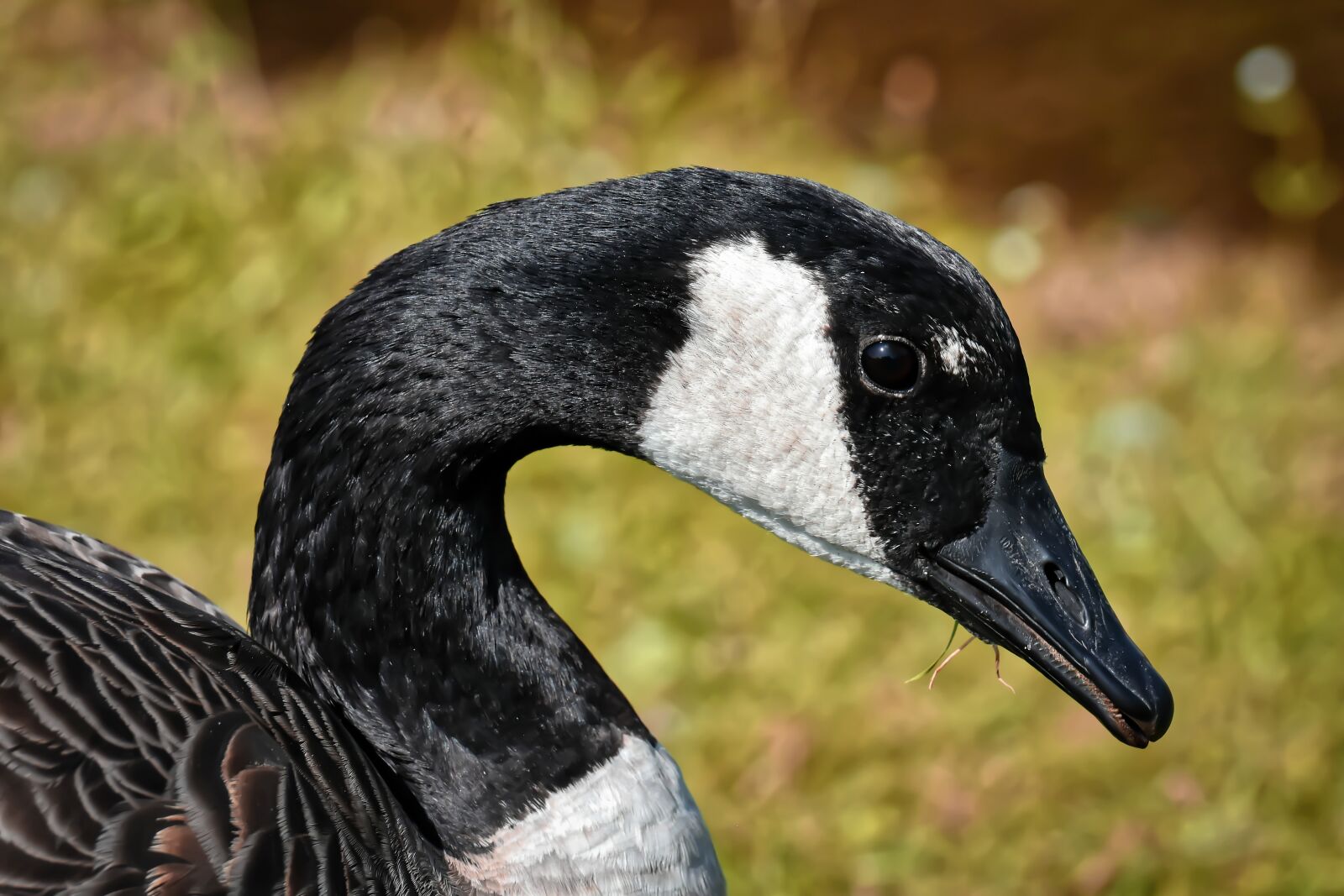 Nikon D7200 sample photo. Canada goose, branta canadensis photography