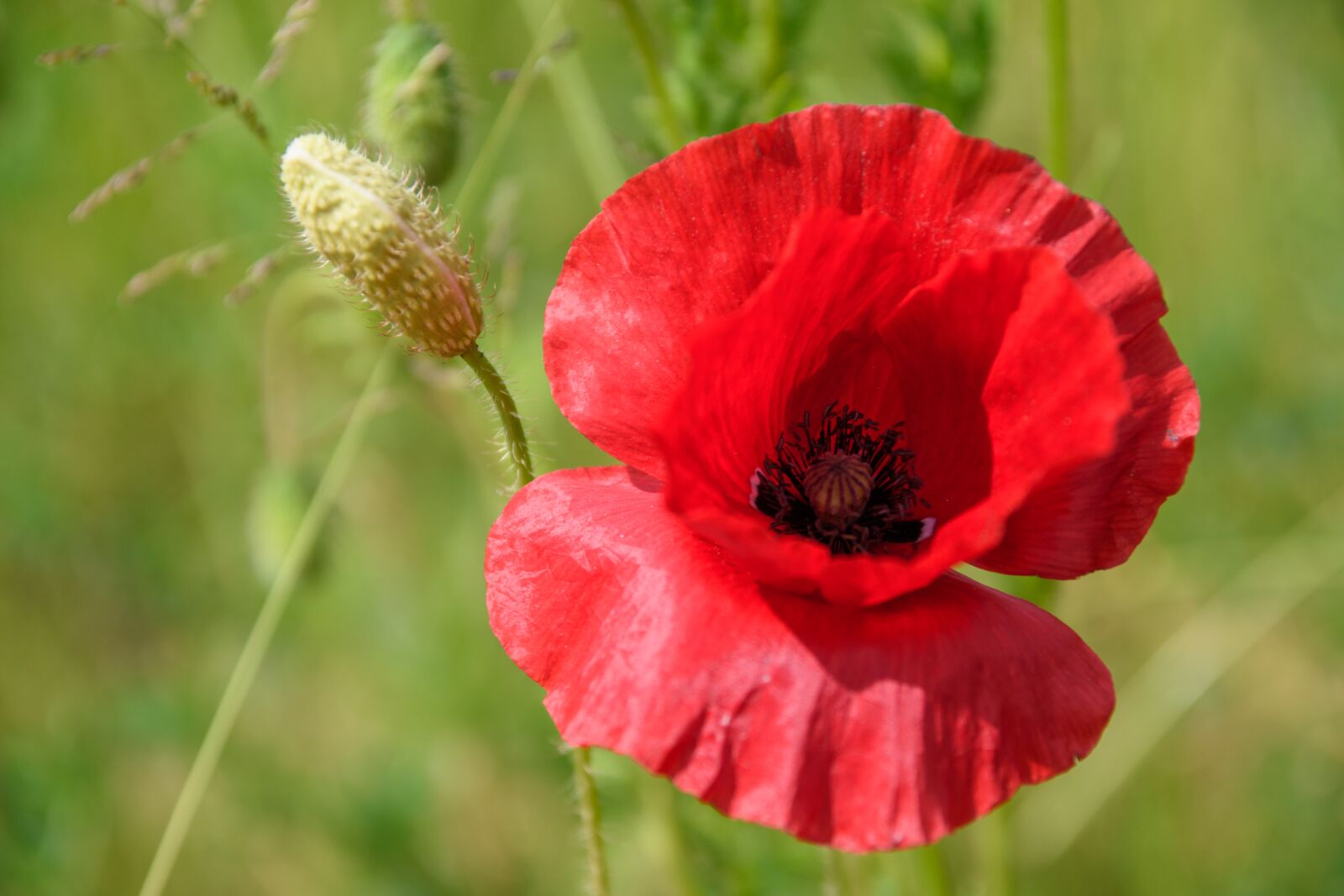 Nikon D5500 sample photo. Poppy, klatschmohn, red poppy photography