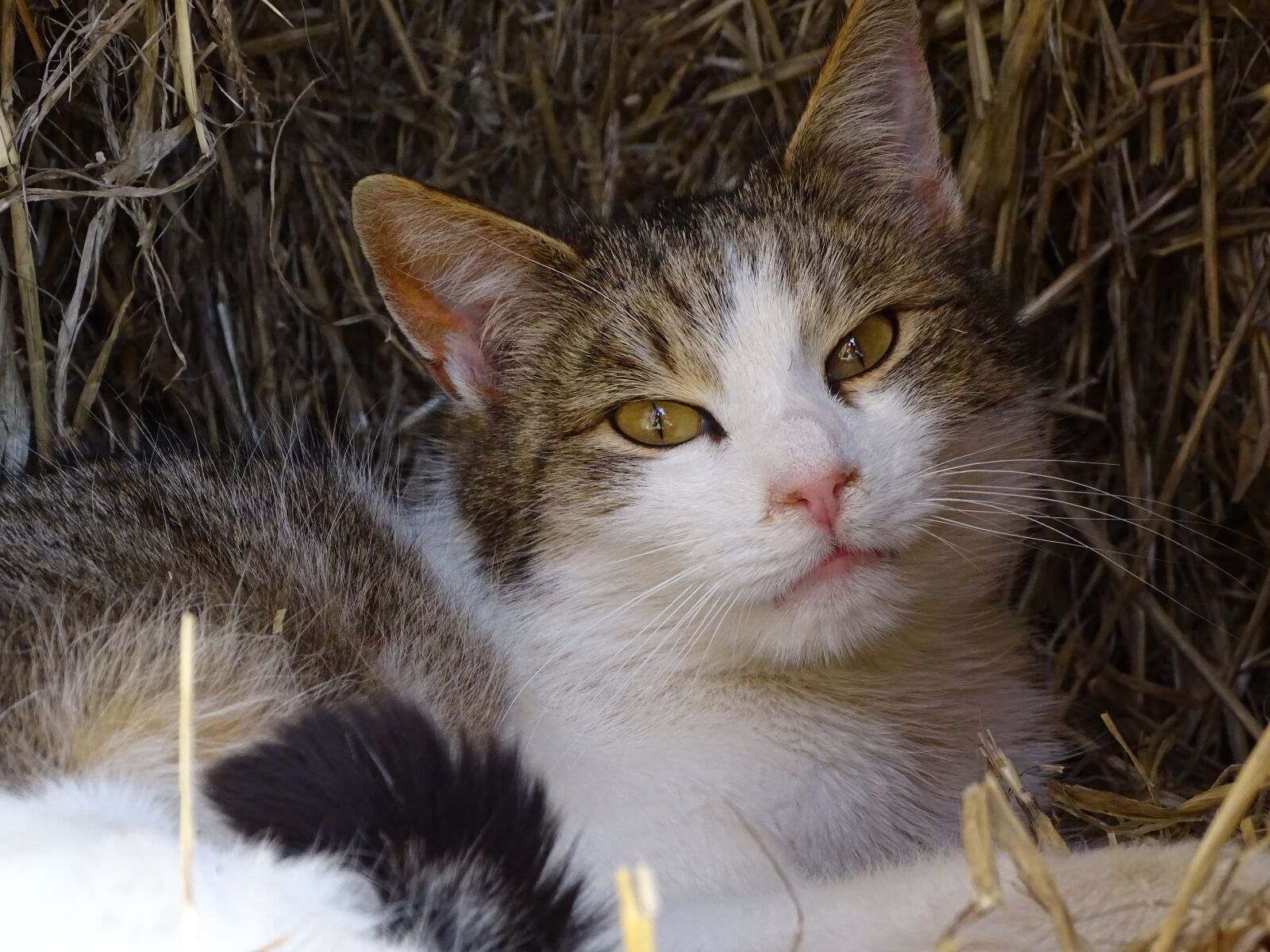 Sony Cyber-shot DSC-HX400V sample photo. Cat, mammal, animal photography