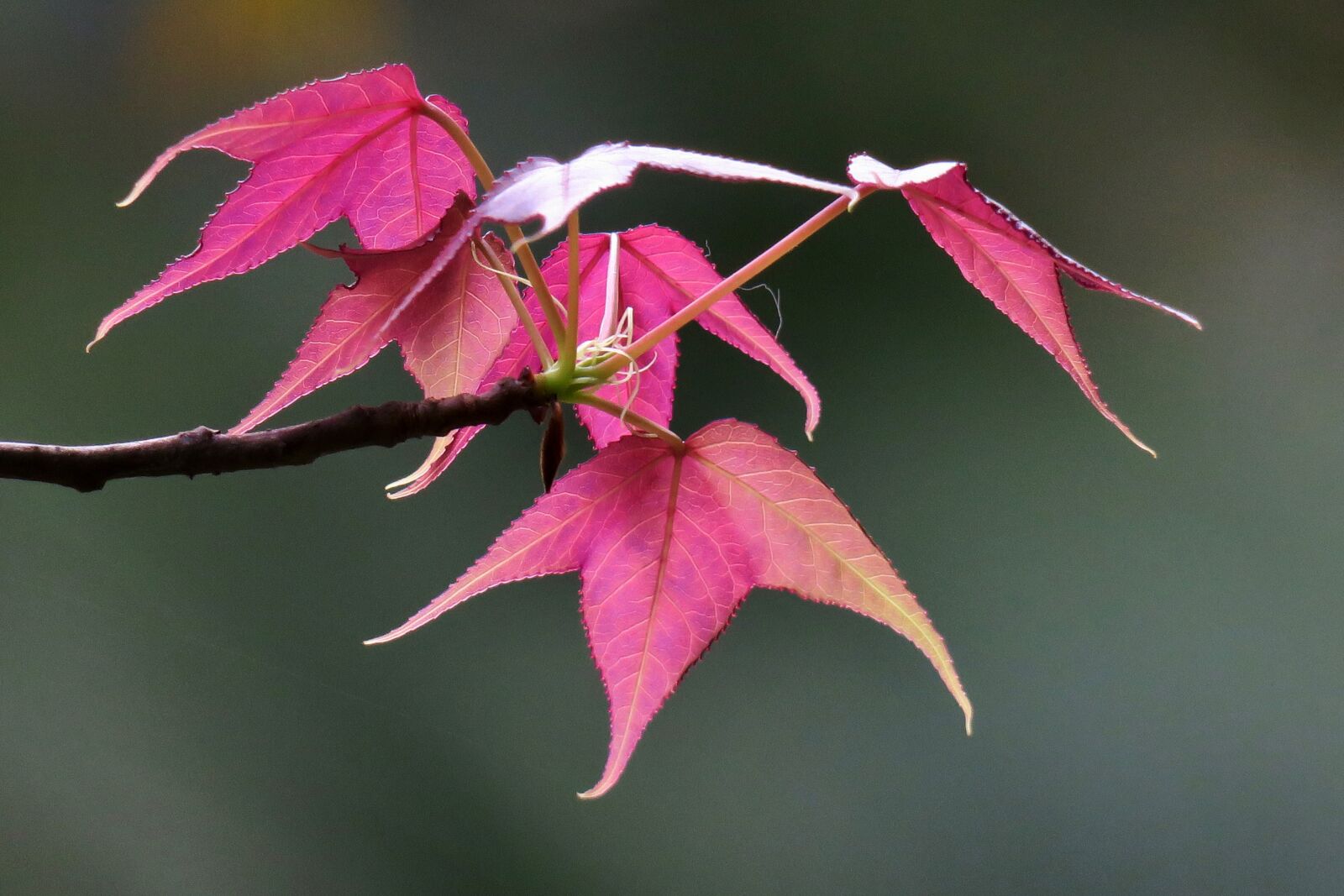 Canon PowerShot G3 X sample photo. Maple leaf, leaf, nature photography