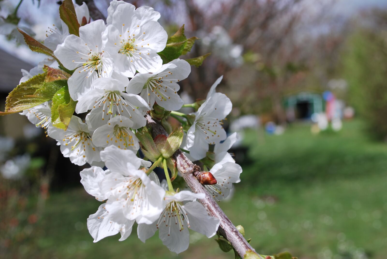 Nikon D60 sample photo. Flower, nature photography