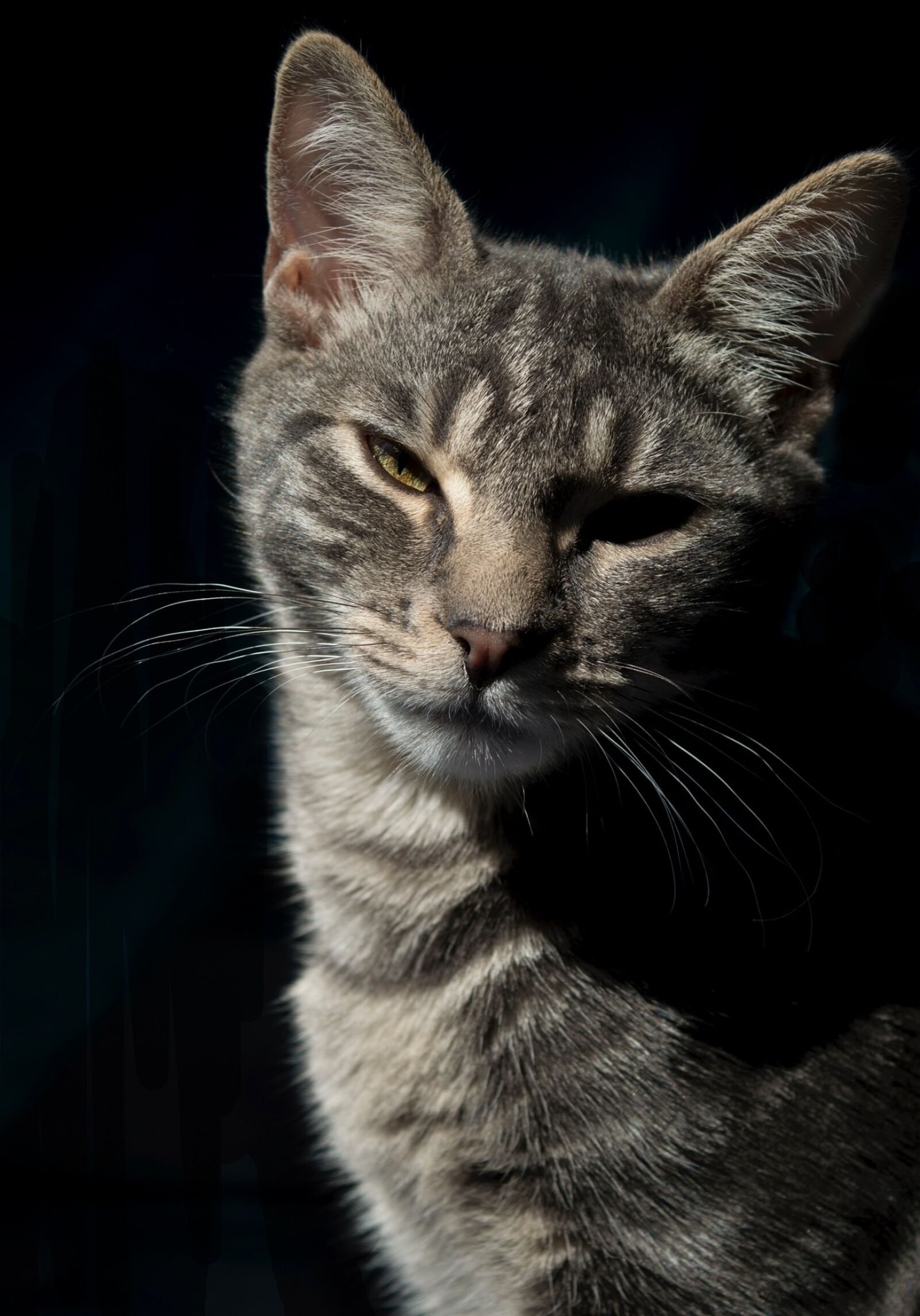 Nikon D3200 sample photo. Cat, profile, pet photography