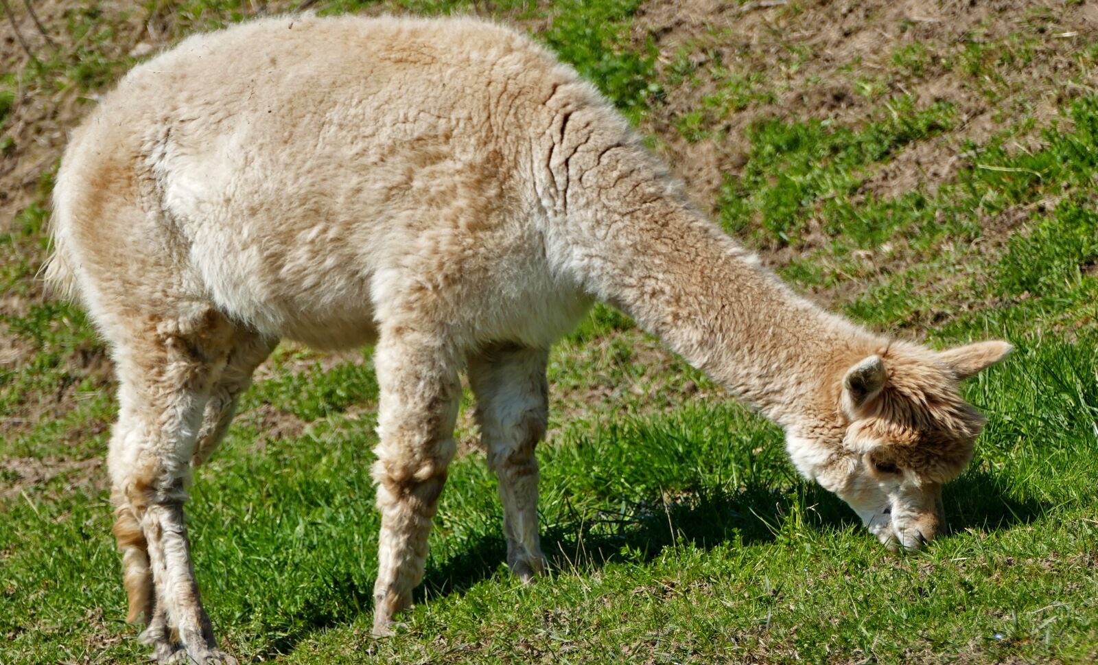 Panasonic Lumix DMC-FZ1000 sample photo. Landscape, nature, animal husbandry photography