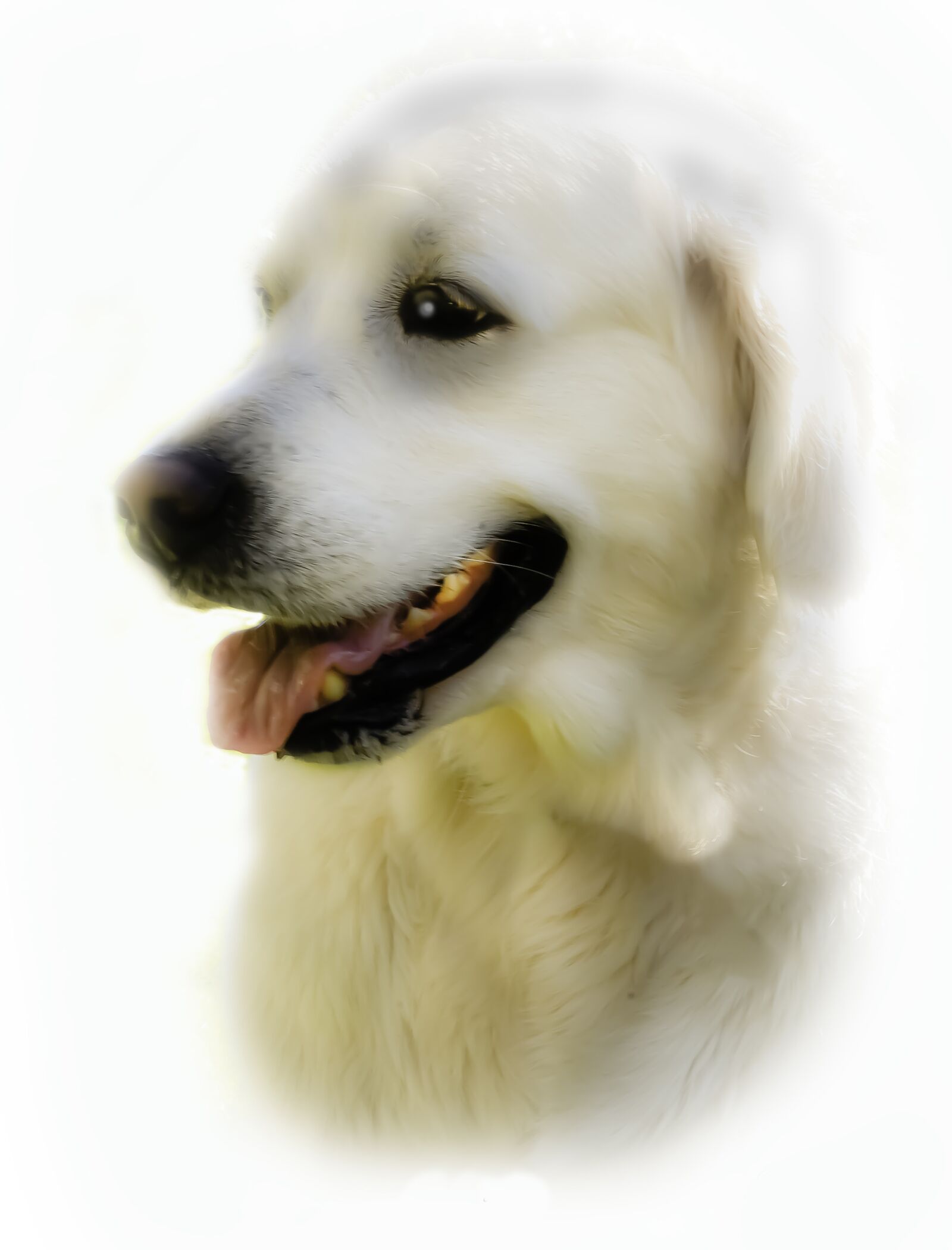 Nikon D750 sample photo. Dog, golden retriever, pet photography