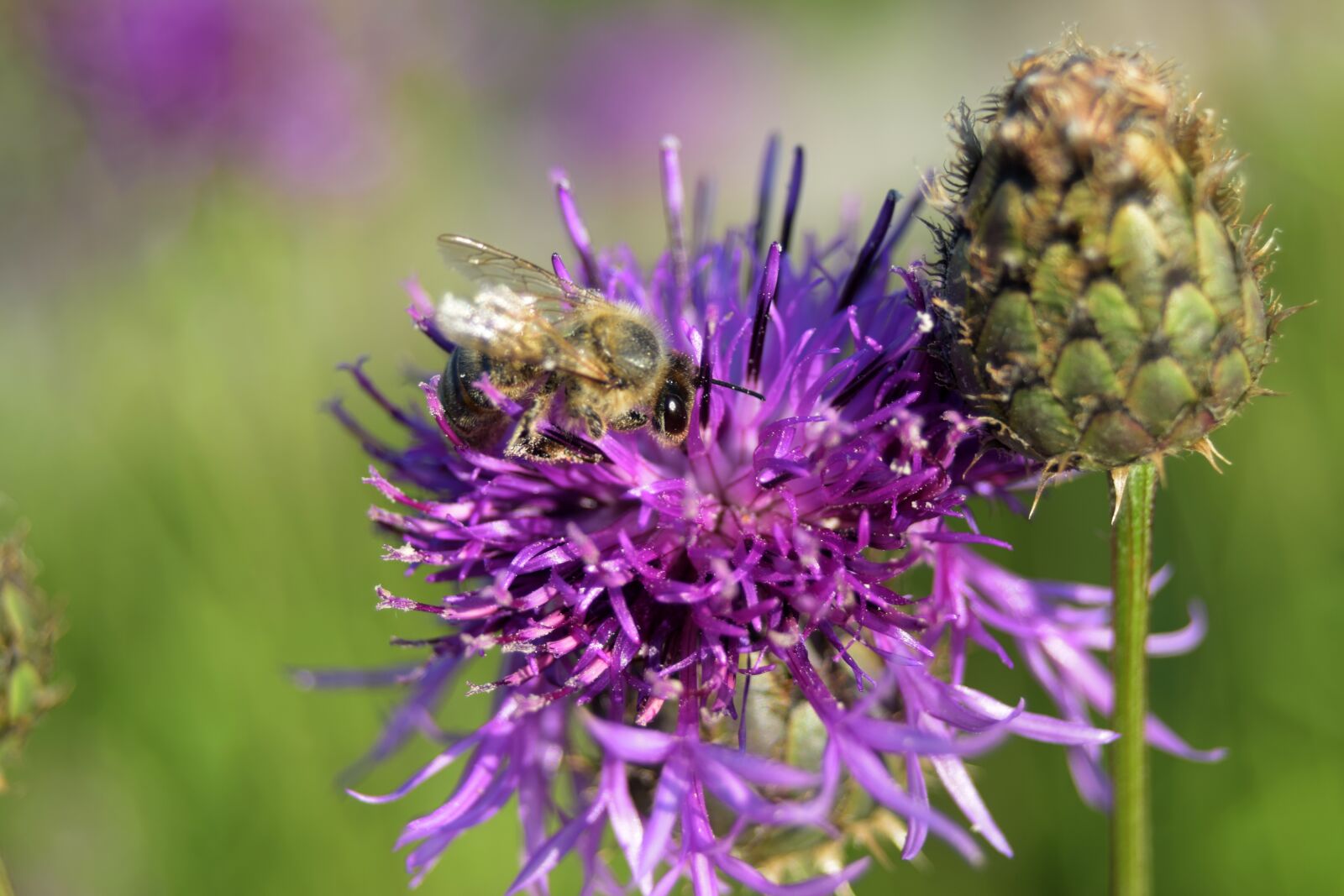 Nikon D3300 sample photo. Bee, flower, nature photography