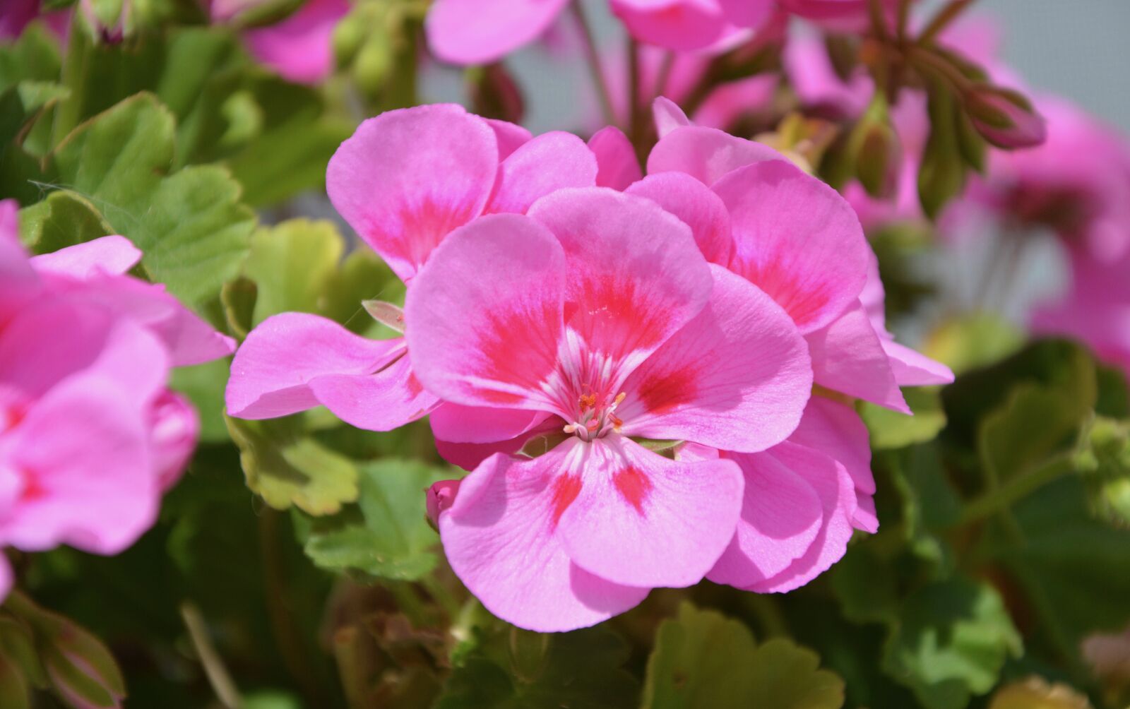 Nikon D5200 sample photo. Flowers, rose geranium, flowers photography