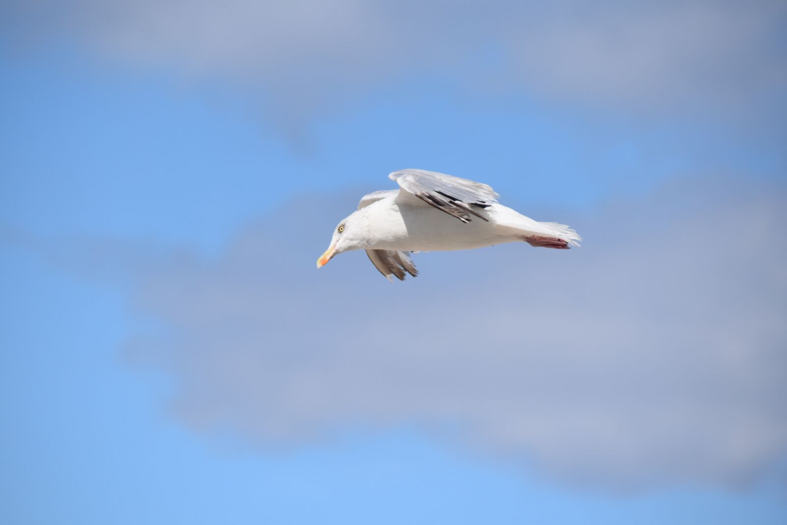 Nikon D5600 sample photo. Gull, a species of photography