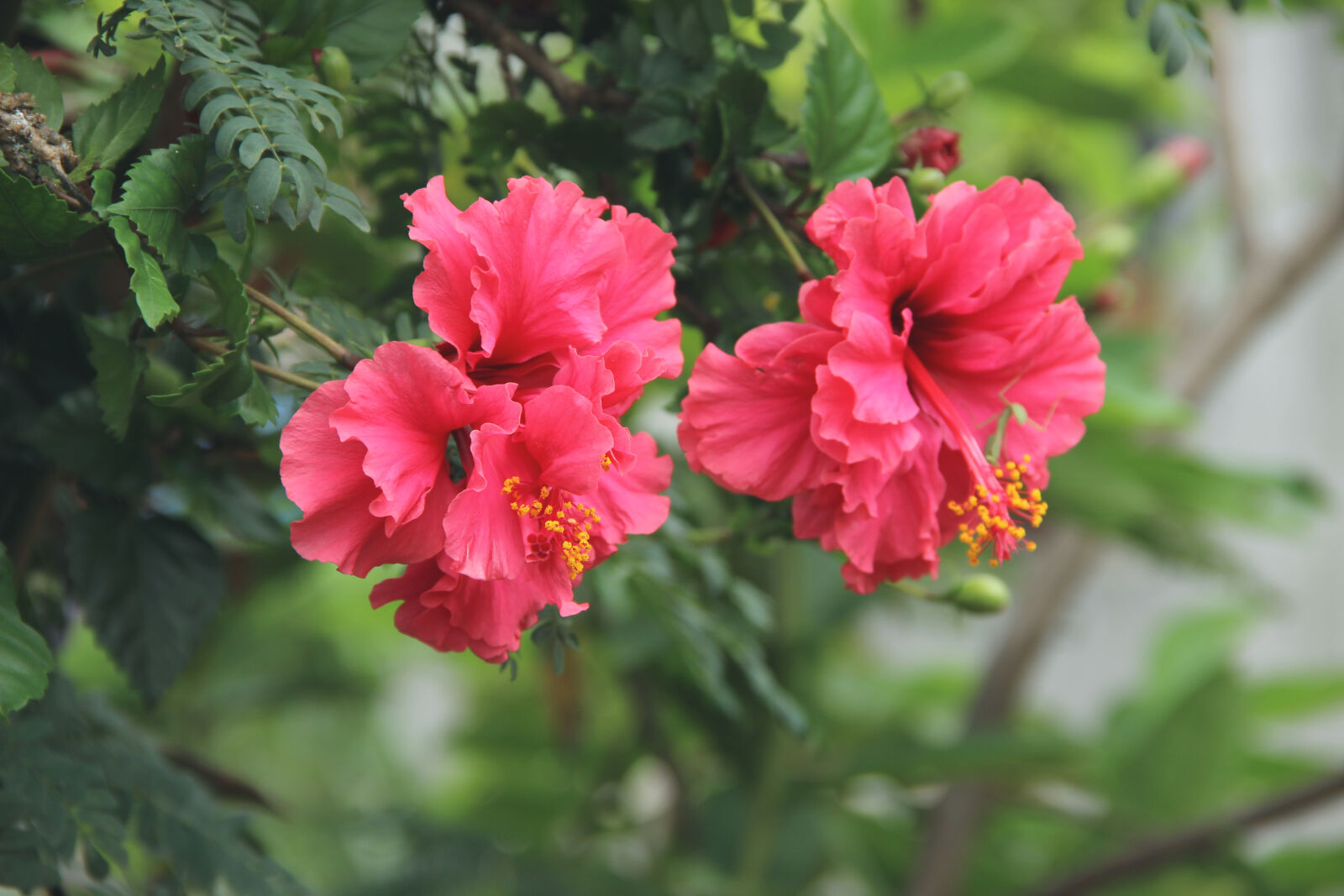Canon EOS 600D (Rebel EOS T3i / EOS Kiss X5) sample photo. Beautiful, blooming, blossom, blur photography