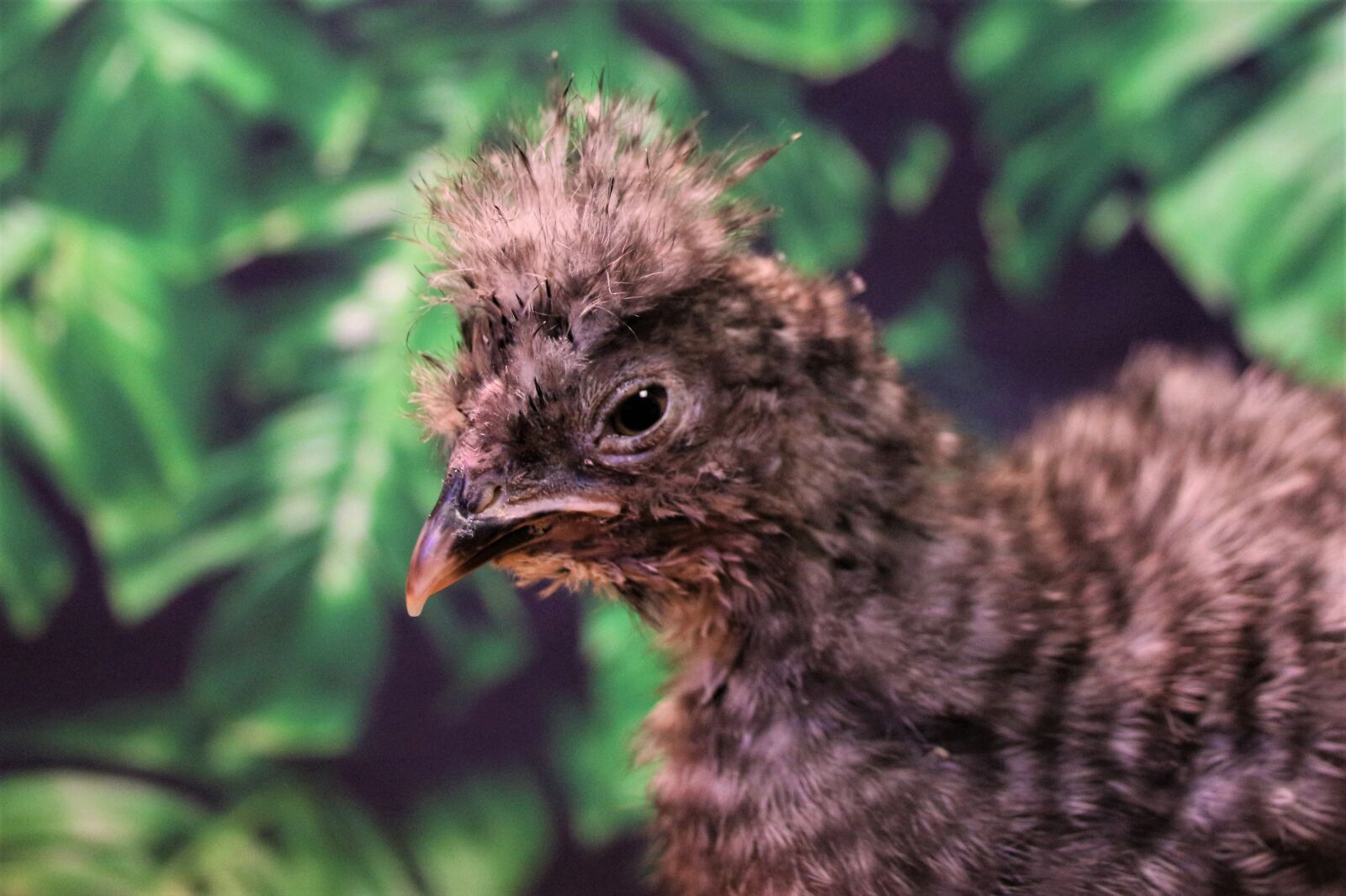 Canon EOS 700D (EOS Rebel T5i / EOS Kiss X7i) sample photo. Chicken, chicks, easter photography