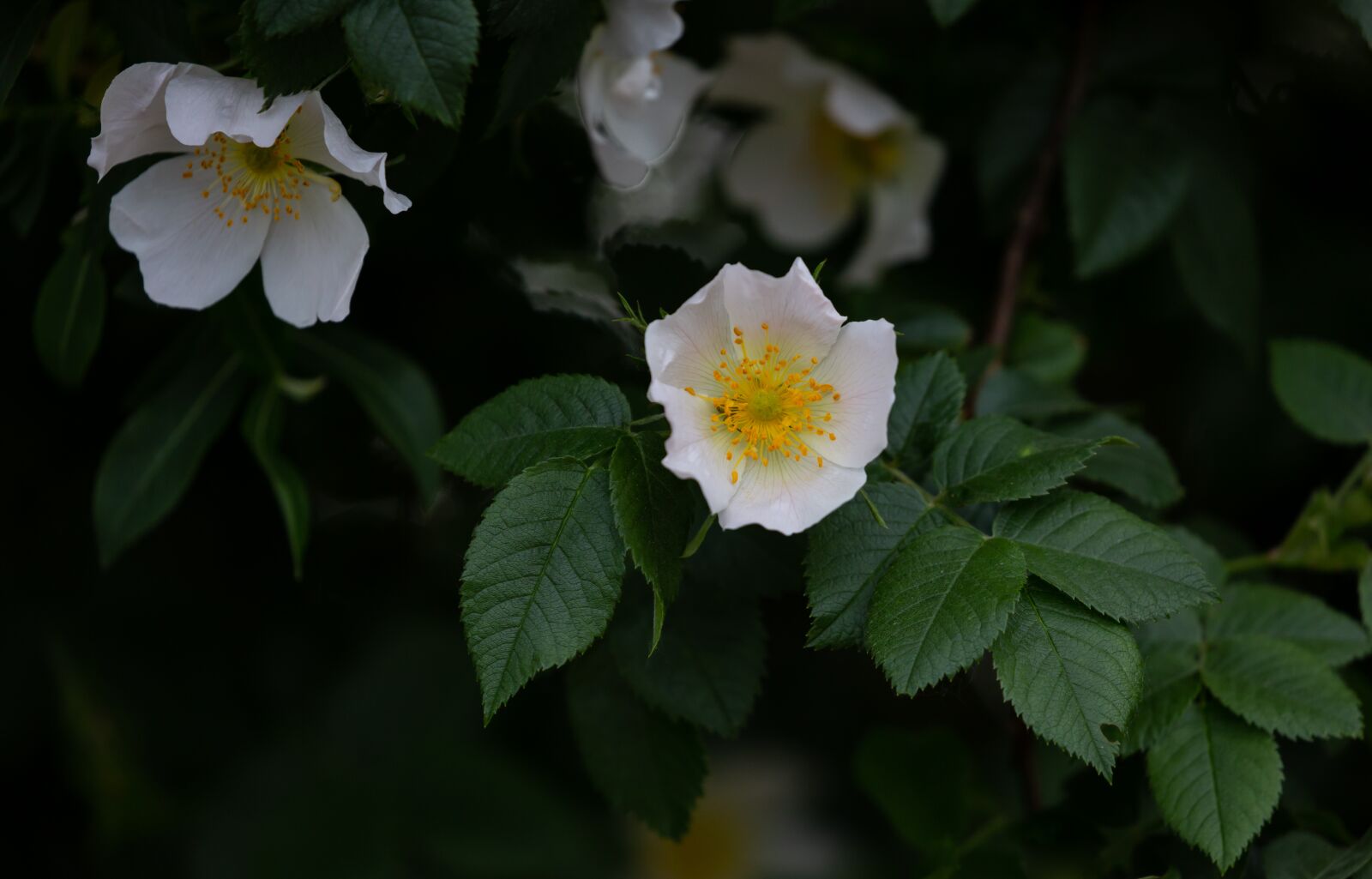 Canon EOS 5D Mark III sample photo. Hip rose, rose hip photography