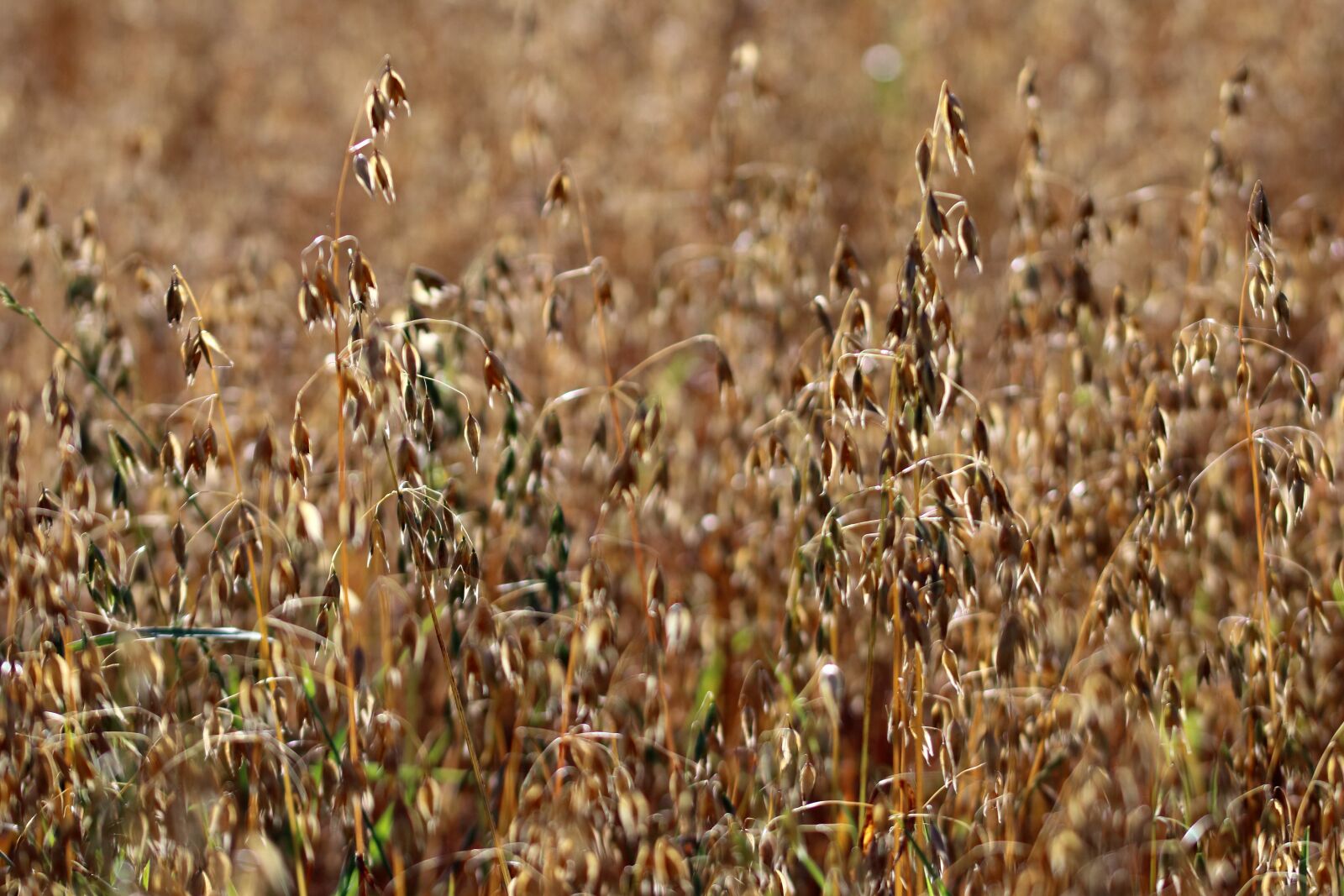 Canon EOS 80D sample photo. Oats, field, cultivation photography