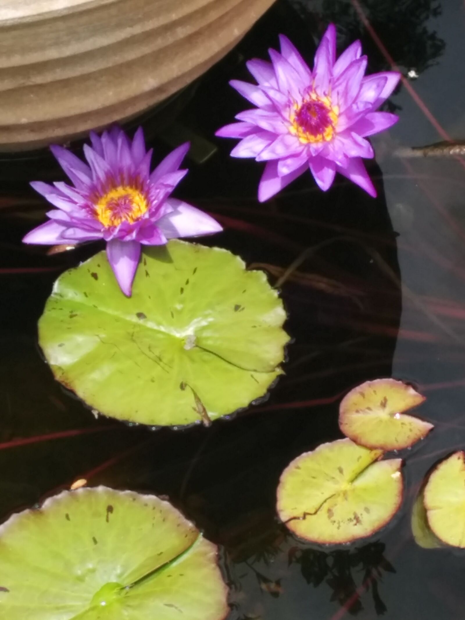 LG Nexus 5 sample photo. Pond, summer, plant photography
