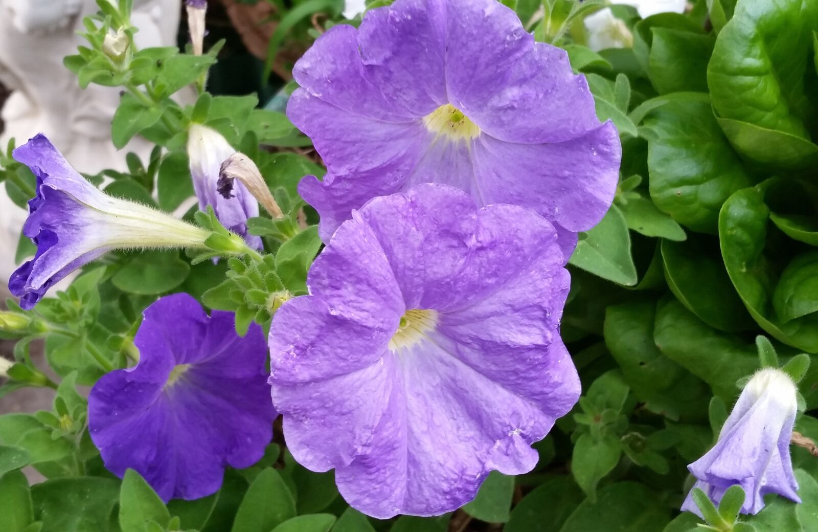 Samsung Galaxy S5 sample photo. Petunias, purple, flowers photography