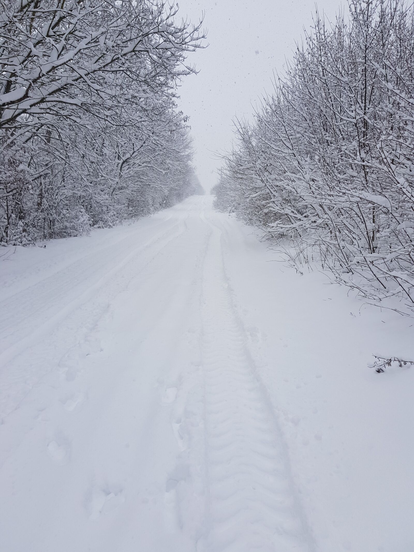 Samsung Galaxy S8 sample photo. Winter, snow, nature photography