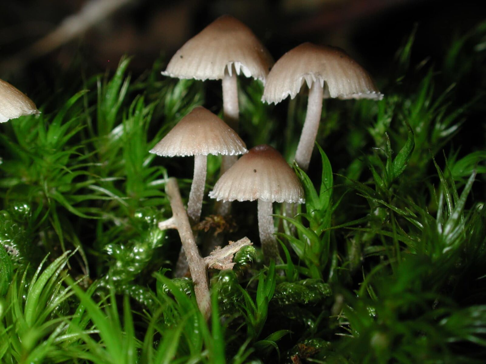Nikon E990 sample photo. Fungus, nature, moss, spore photography