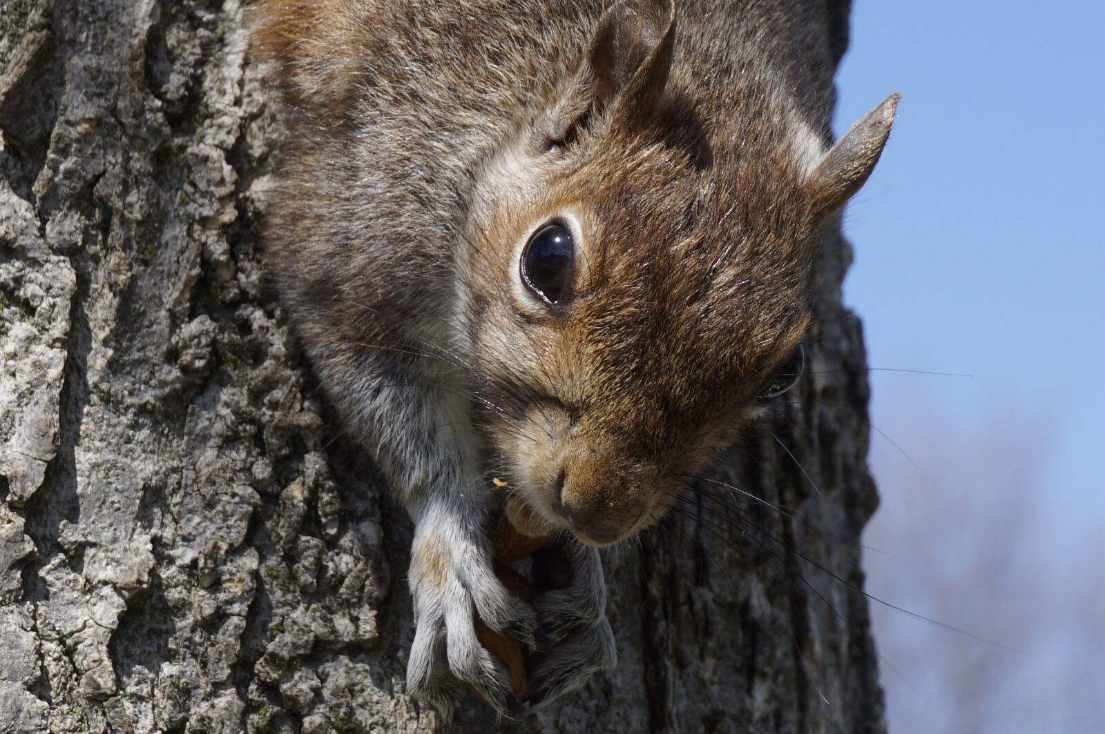 Sony a6000 sample photo. Mammals, nature, wildlife photography