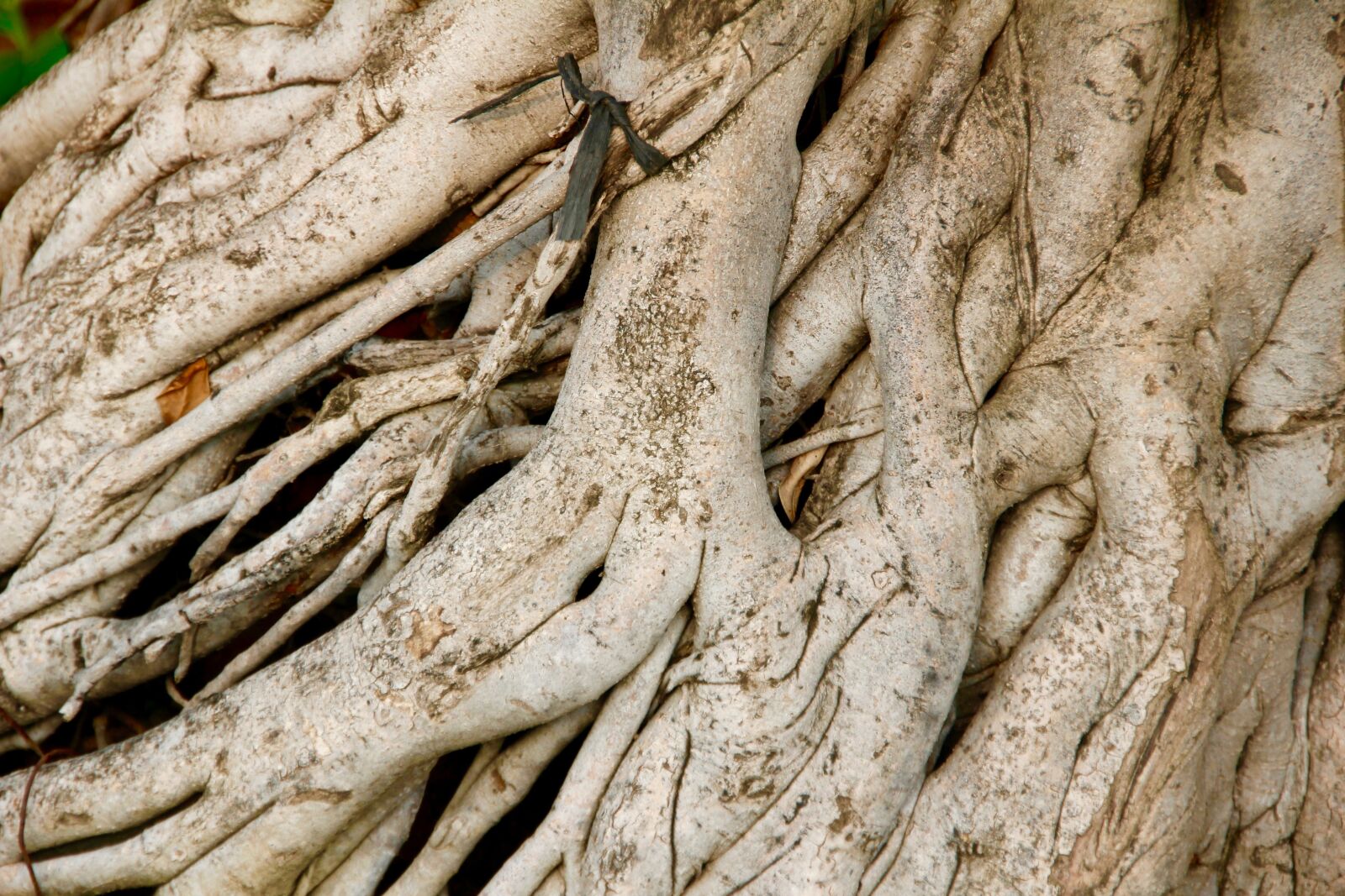 Canon EOS 60D sample photo. Root, tree, old photography