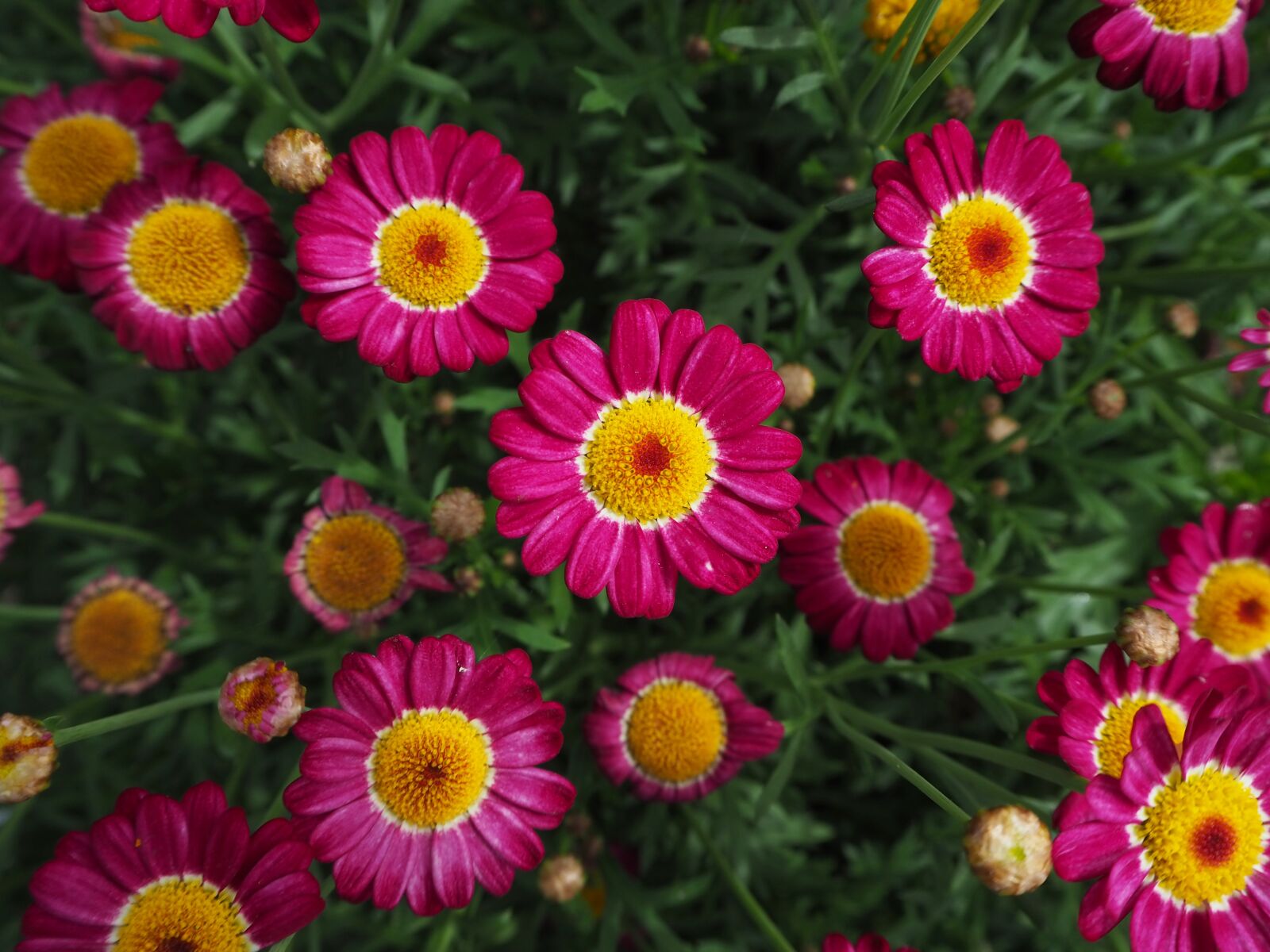 Olympus OM-D E-M10 III sample photo. Natural, flower, foliage photography