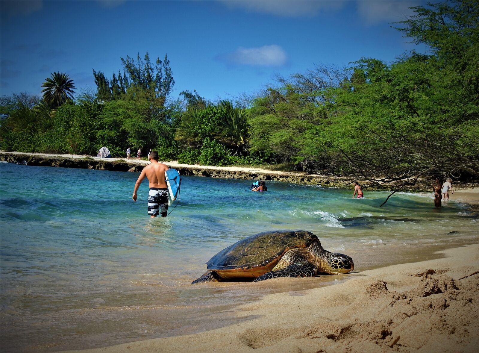 Nikon Coolpix P900 sample photo. Sea turtle, hawaii, sea photography