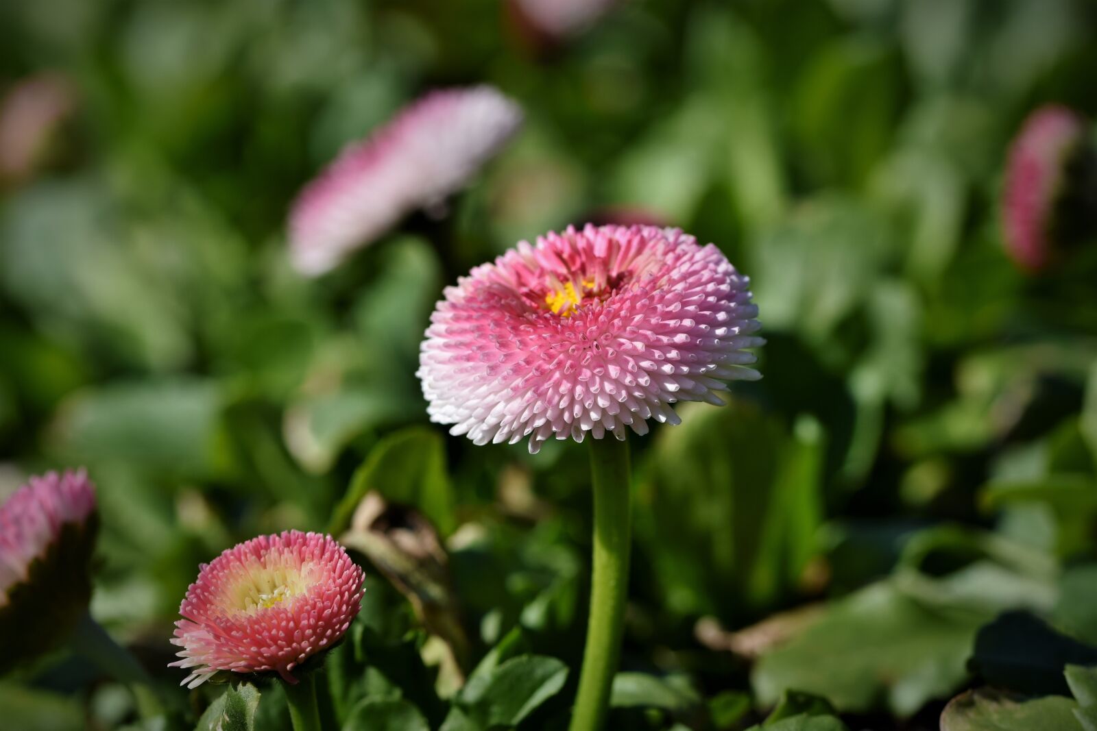Nikon D7200 sample photo. Daisy, geese flower, spring photography