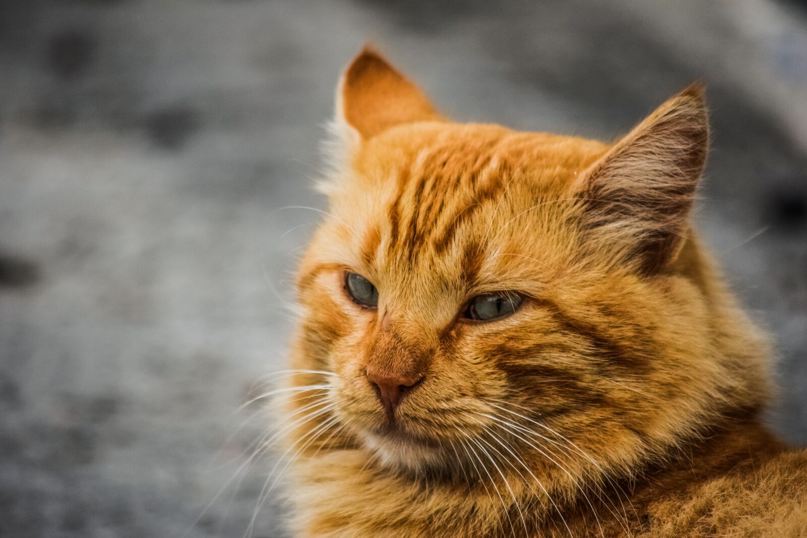 Nikon D3300 sample photo. Animal, cat, stray photography