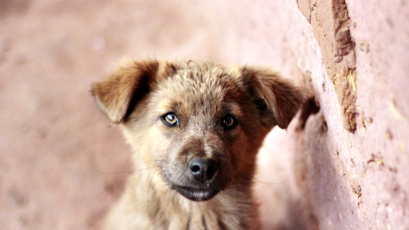 Canon EOS 60D + Canon EF 50mm F1.8 II sample photo. Puppy, dog, pet, animal photography