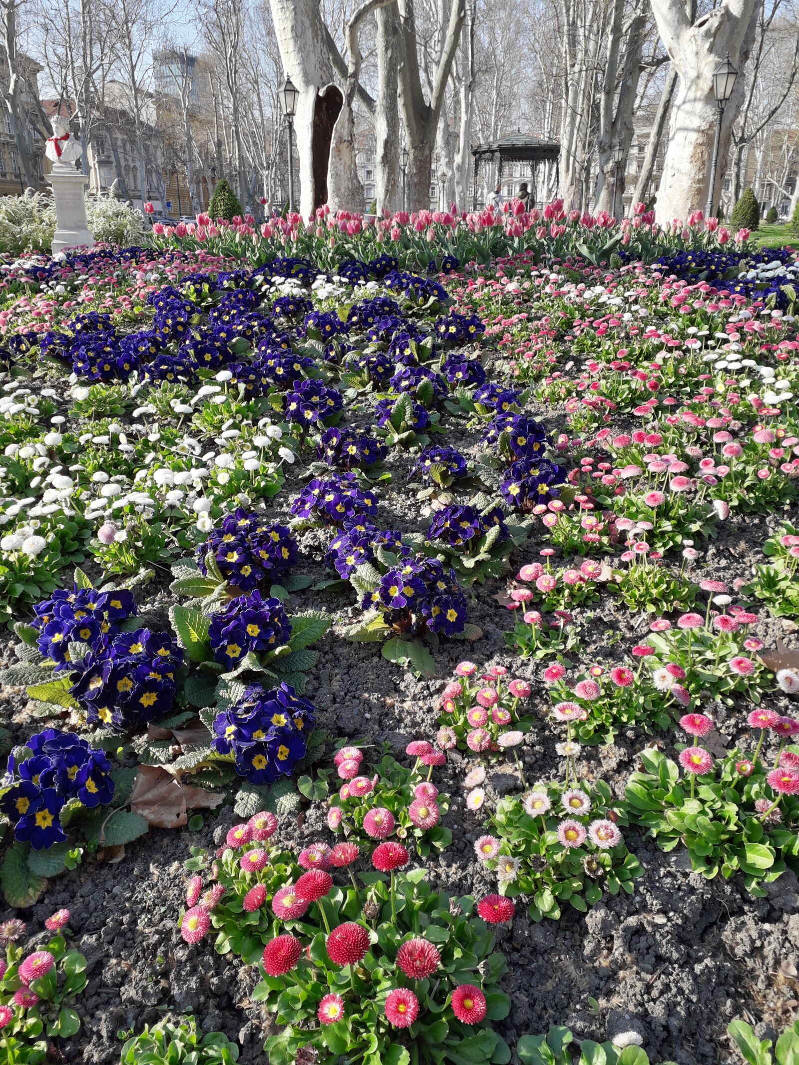 Samsung Galaxy J6 sample photo. Flowers, garden, city park photography