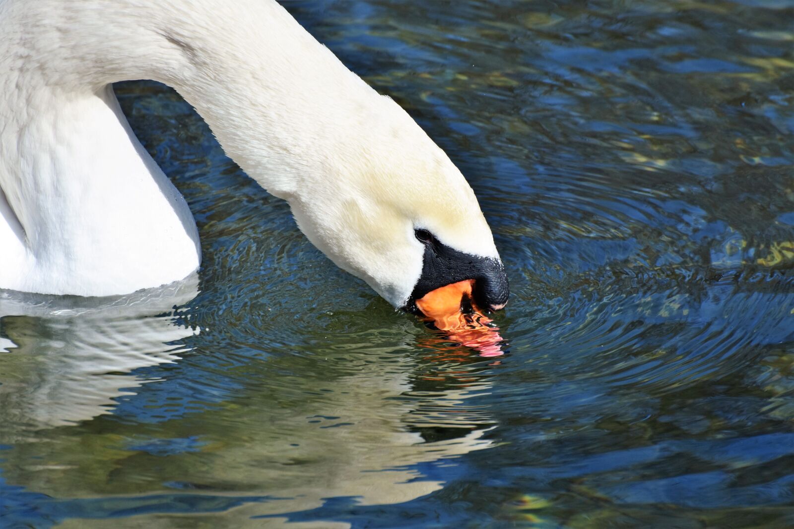 Nikon D7200 sample photo. Swan, water bird, schwimmvogel photography