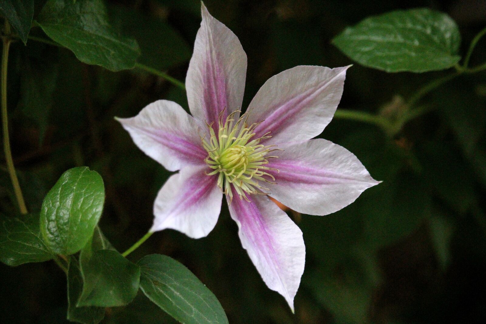Canon EOS 700D (EOS Rebel T5i / EOS Kiss X7i) sample photo. Clematis, pink, entwine photography