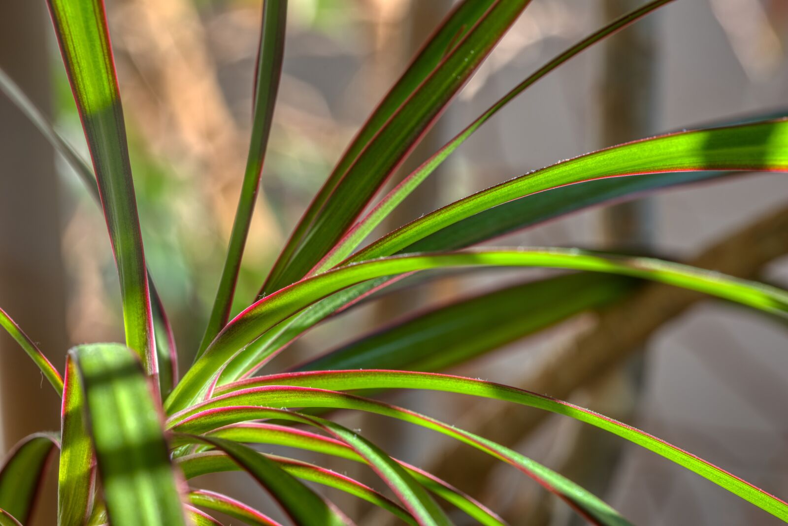 Nikon D750 sample photo. Houseplant, dracena, dragon tree photography