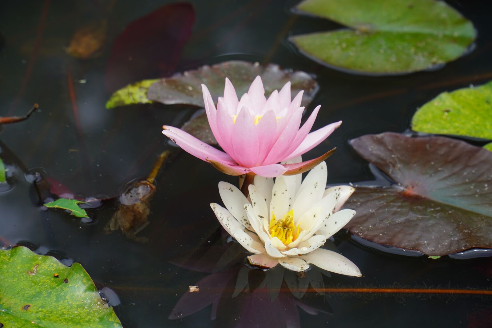 Sony E PZ 18-105mm F4 G OSS sample photo. Water lily, pond, water photography