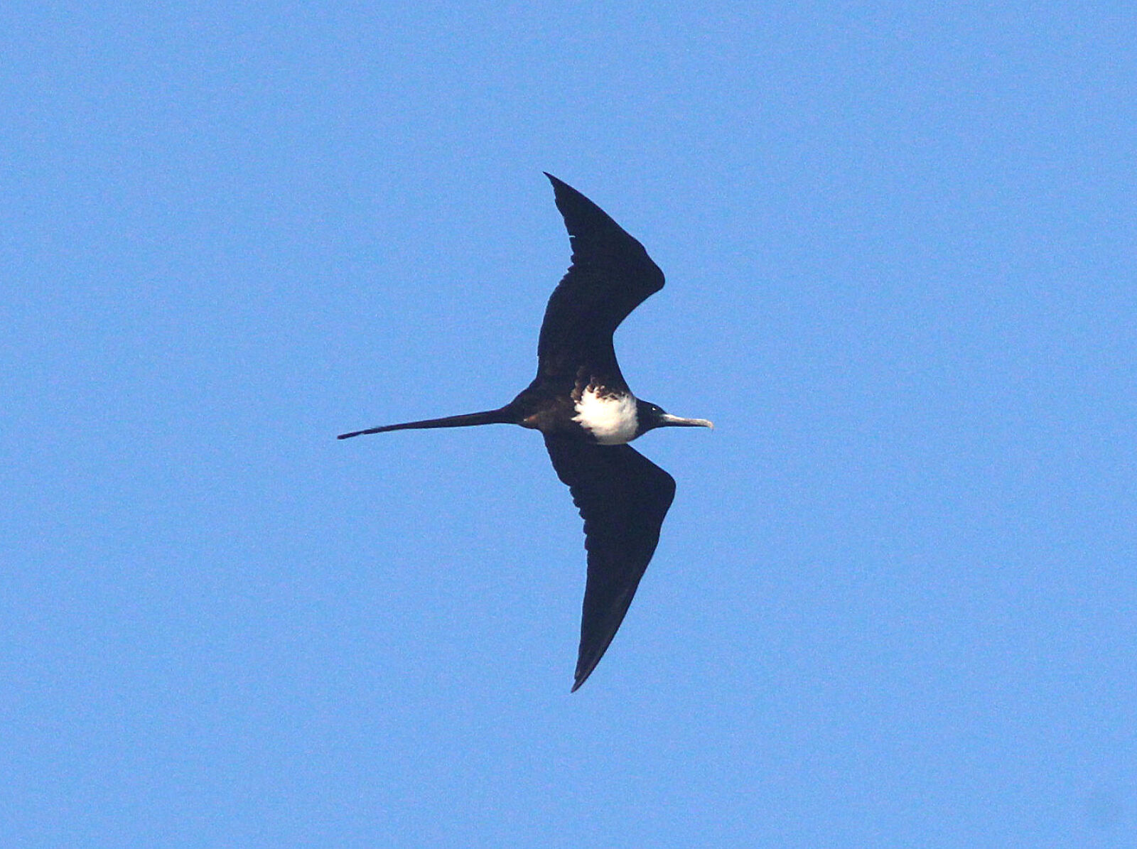 Canon EF 300mm F4L IS USM sample photo
