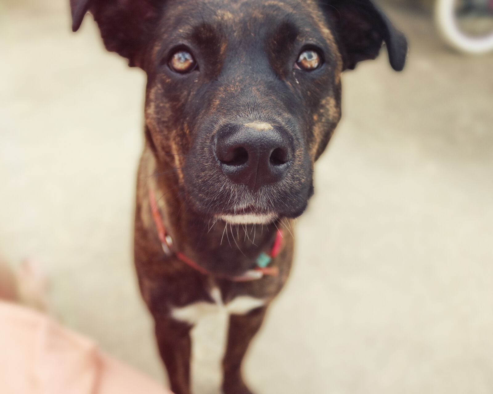 Canon EOS 750D (EOS Rebel T6i / EOS Kiss X8i) sample photo. Animal, animals, bark, boxer photography