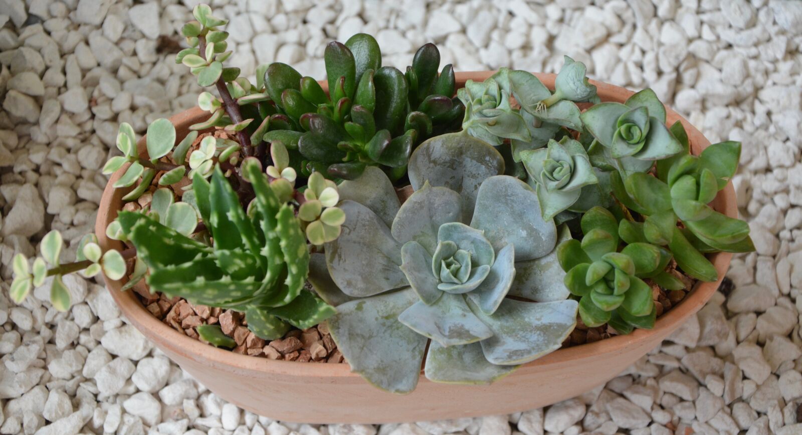 Nikon D5200 sample photo. Composition green plants, offer photography