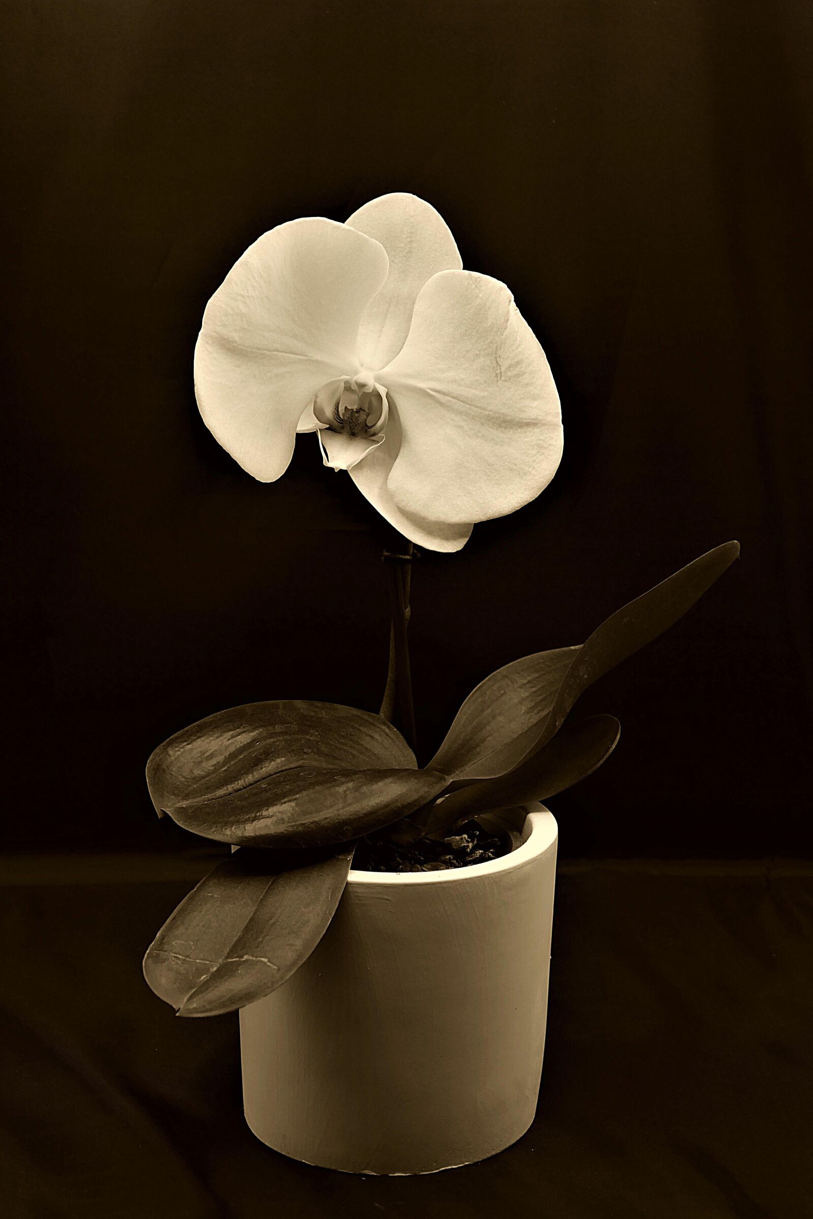 Panasonic Lumix DMC-FZ1000 sample photo. Flower, sw, orchid photography