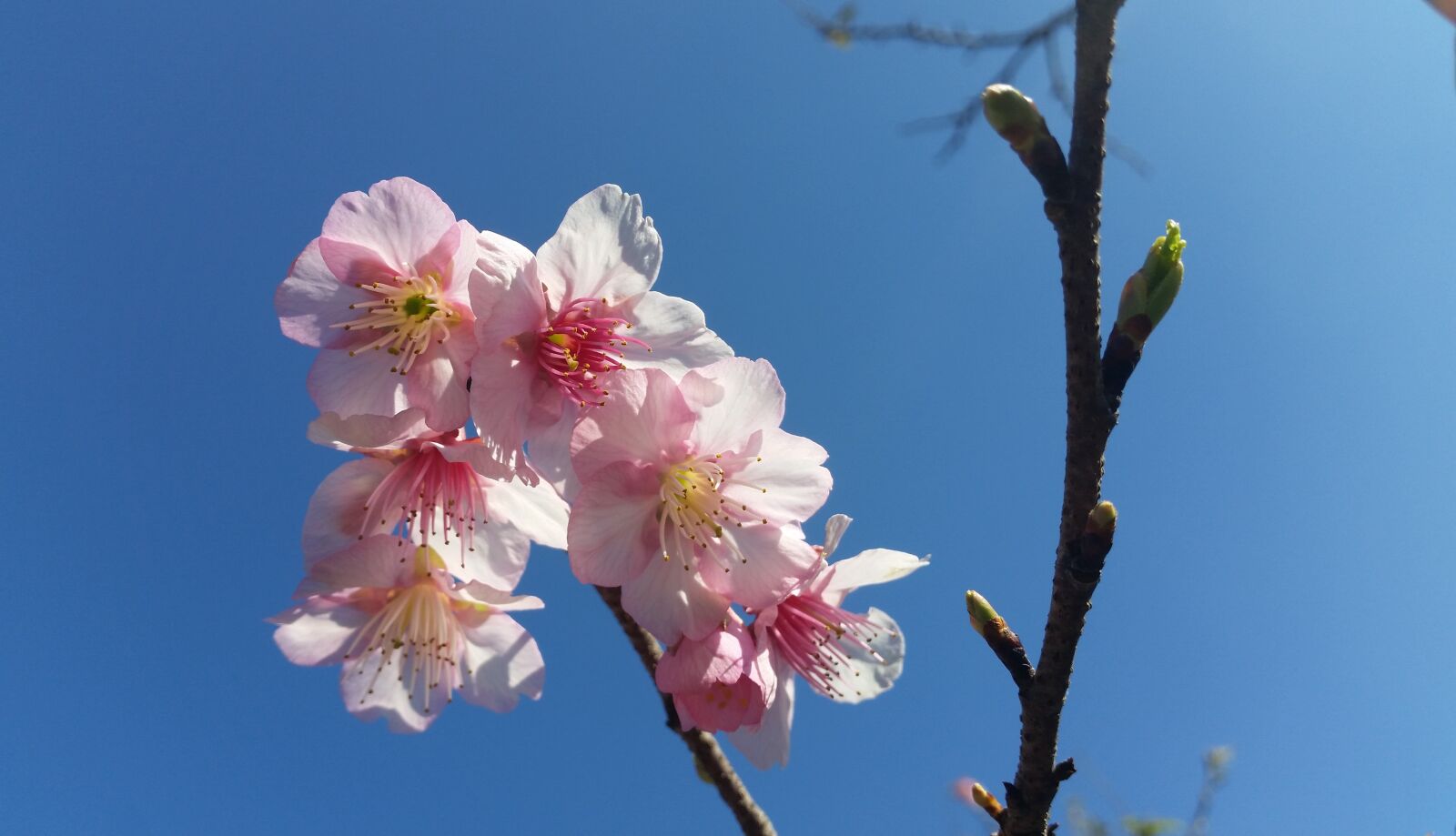 Samsung Galaxy S5 sample photo. Flower, blooming, bl photography