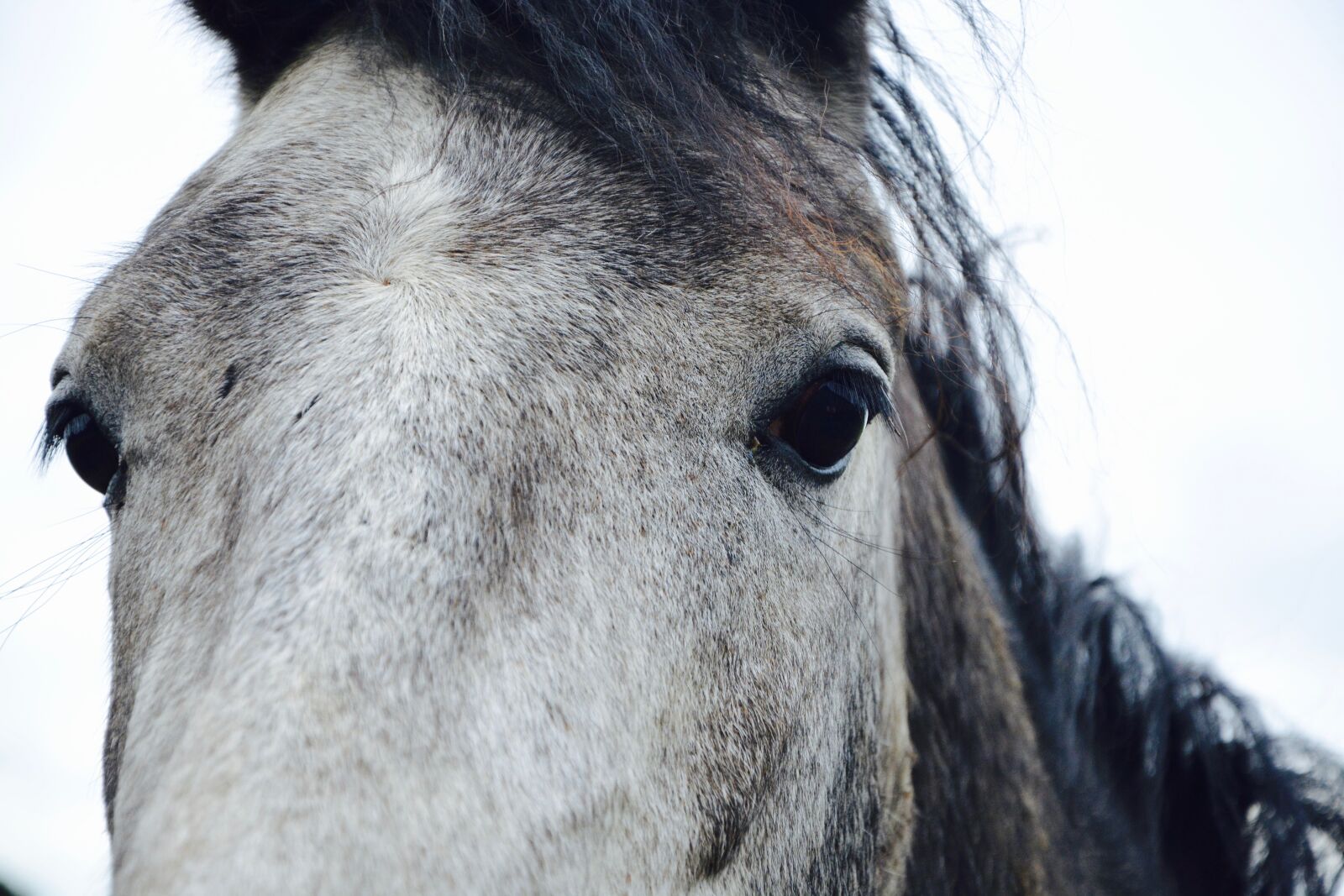 Nikon D5200 sample photo. Horse, portrait, head photography