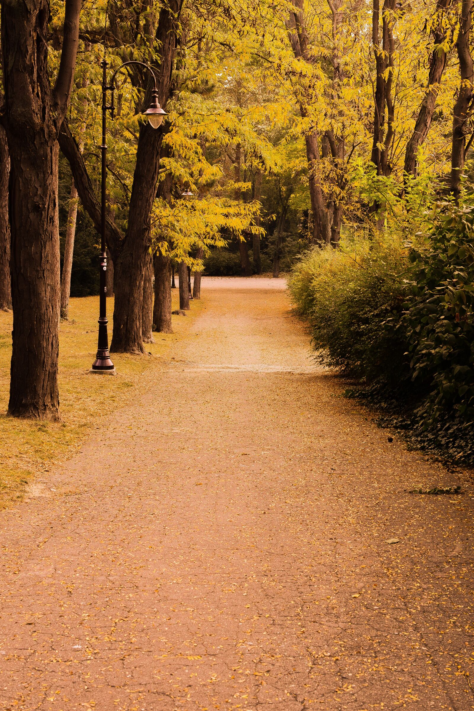 Nikon D5300 sample photo. Autumn, park, season photography