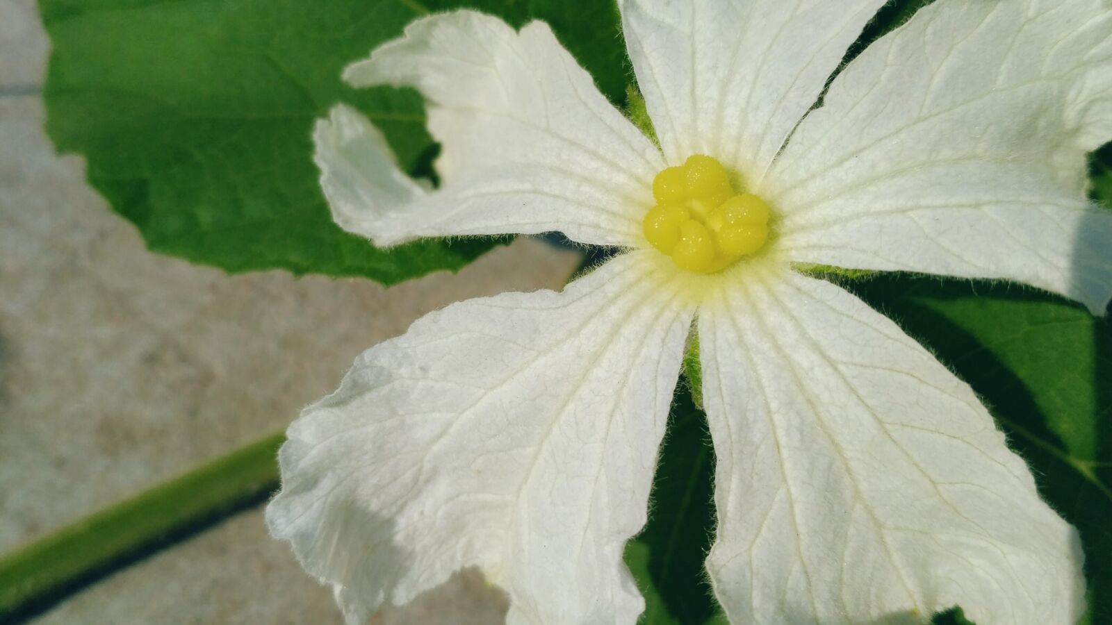 Xiaomi Redmi 3S sample photo. Clear, color, deep, leafs photography